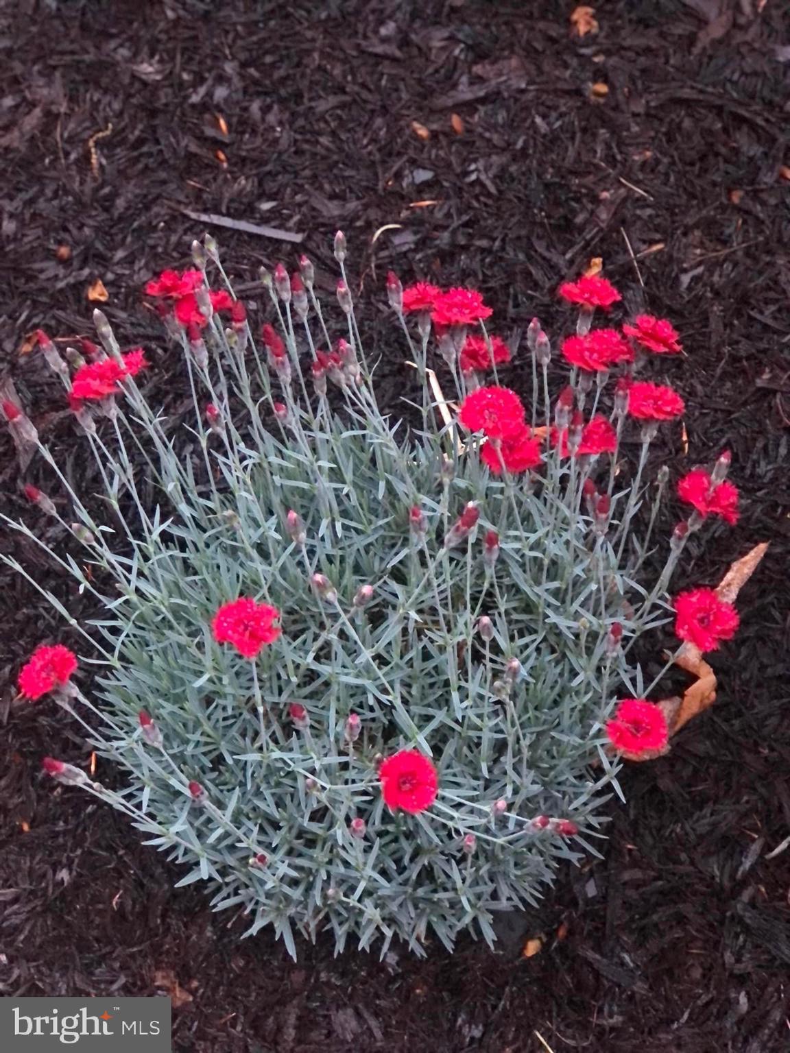 CASCADES - Residential Lease