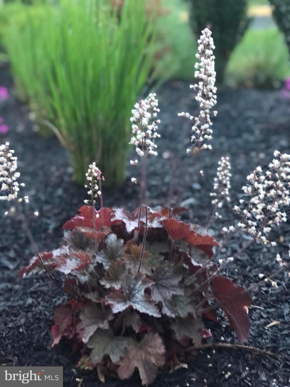 CASCADES - Residential Lease