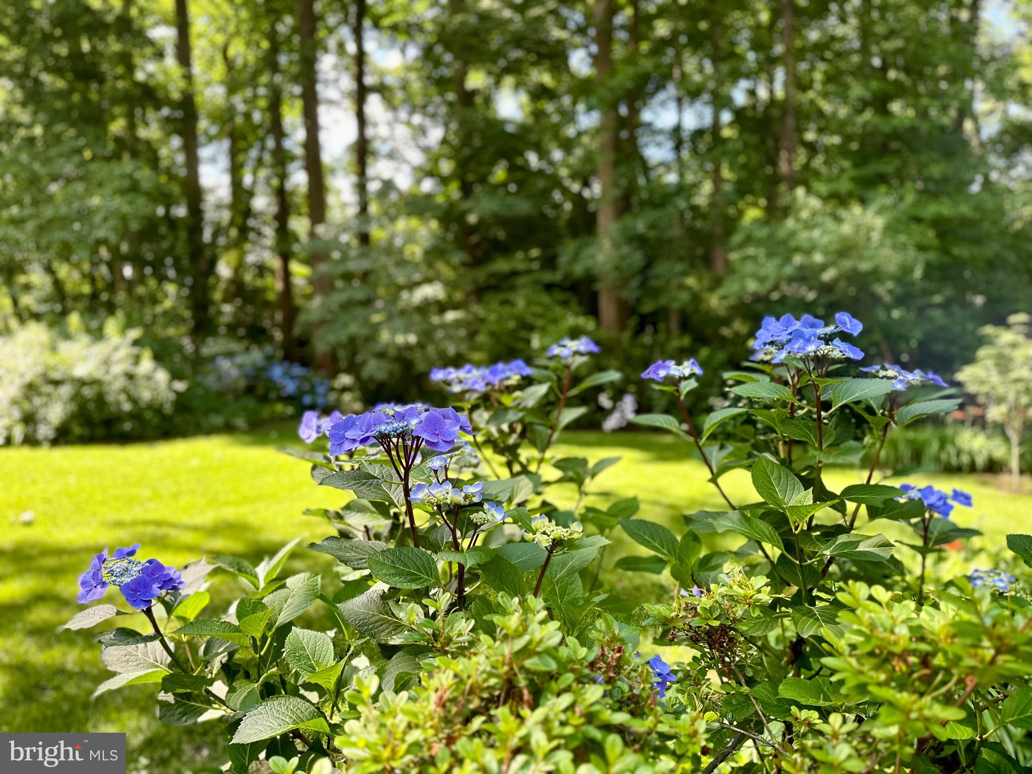 HOMEWOOD - Residential