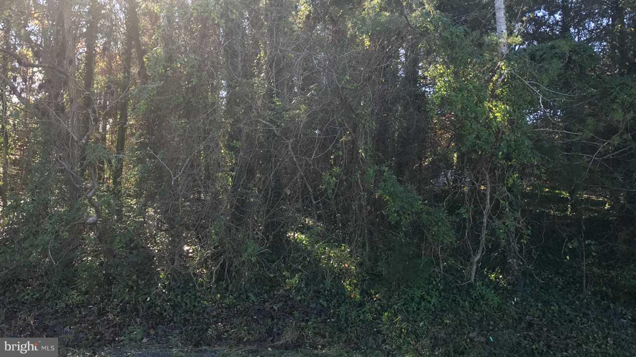 LAKE OF THE WOODS - Land