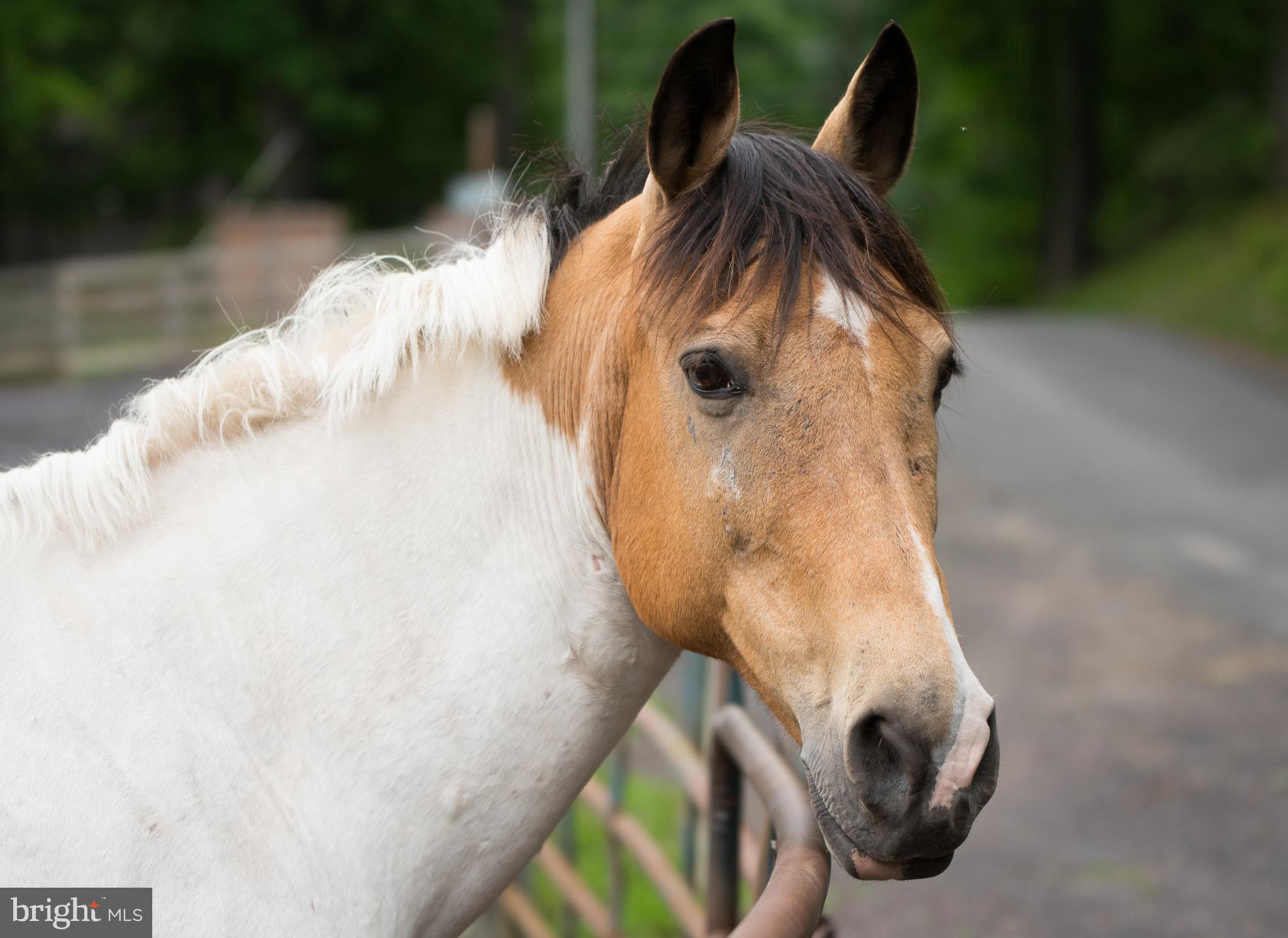 LAKE OF THE WOODS - Land
