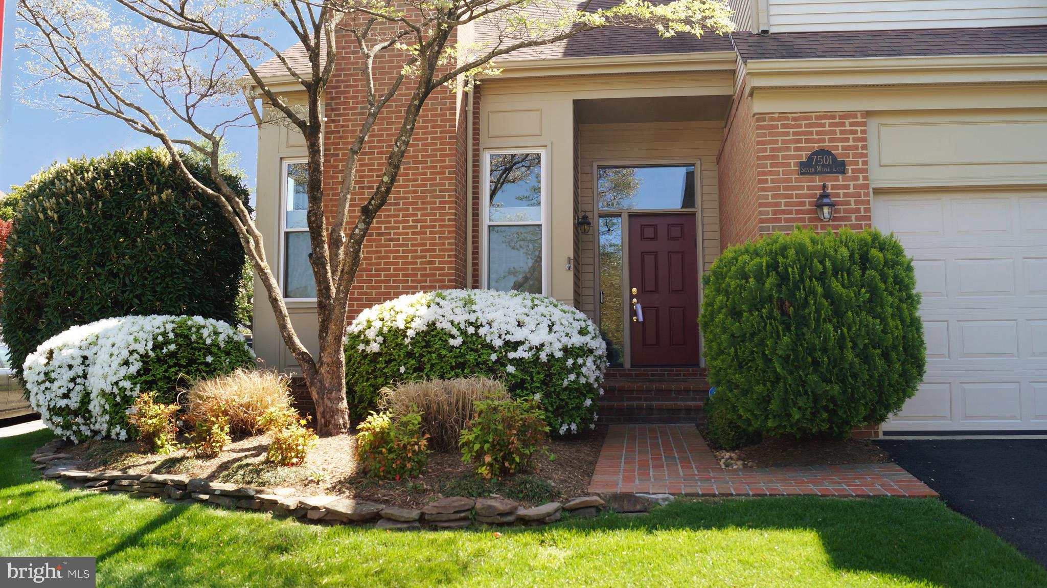 7501 SILVER MAPLE