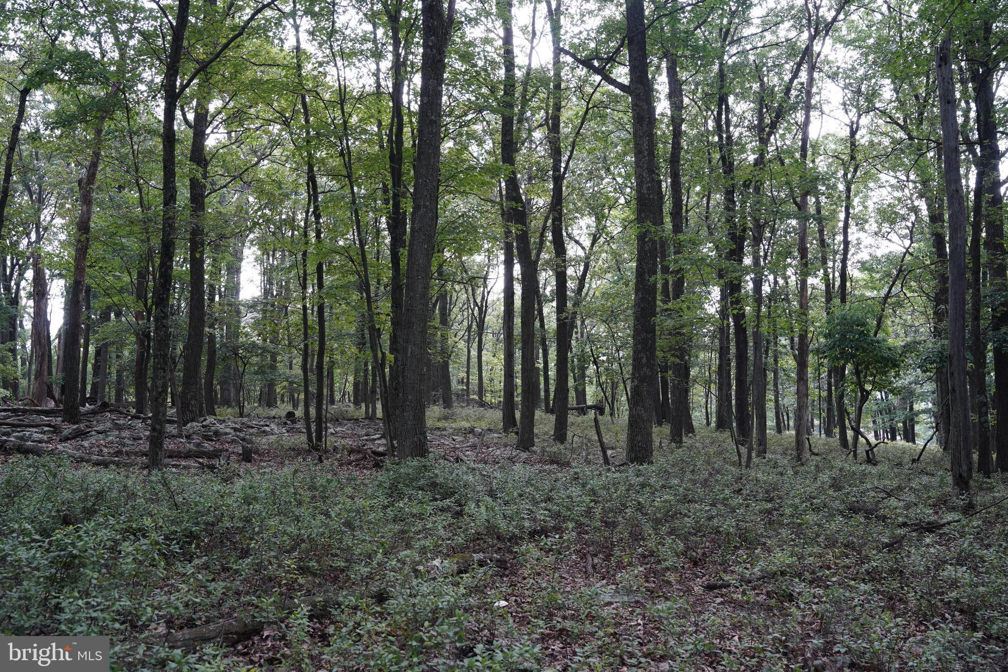 CACAPON HIGHLANDS - Land