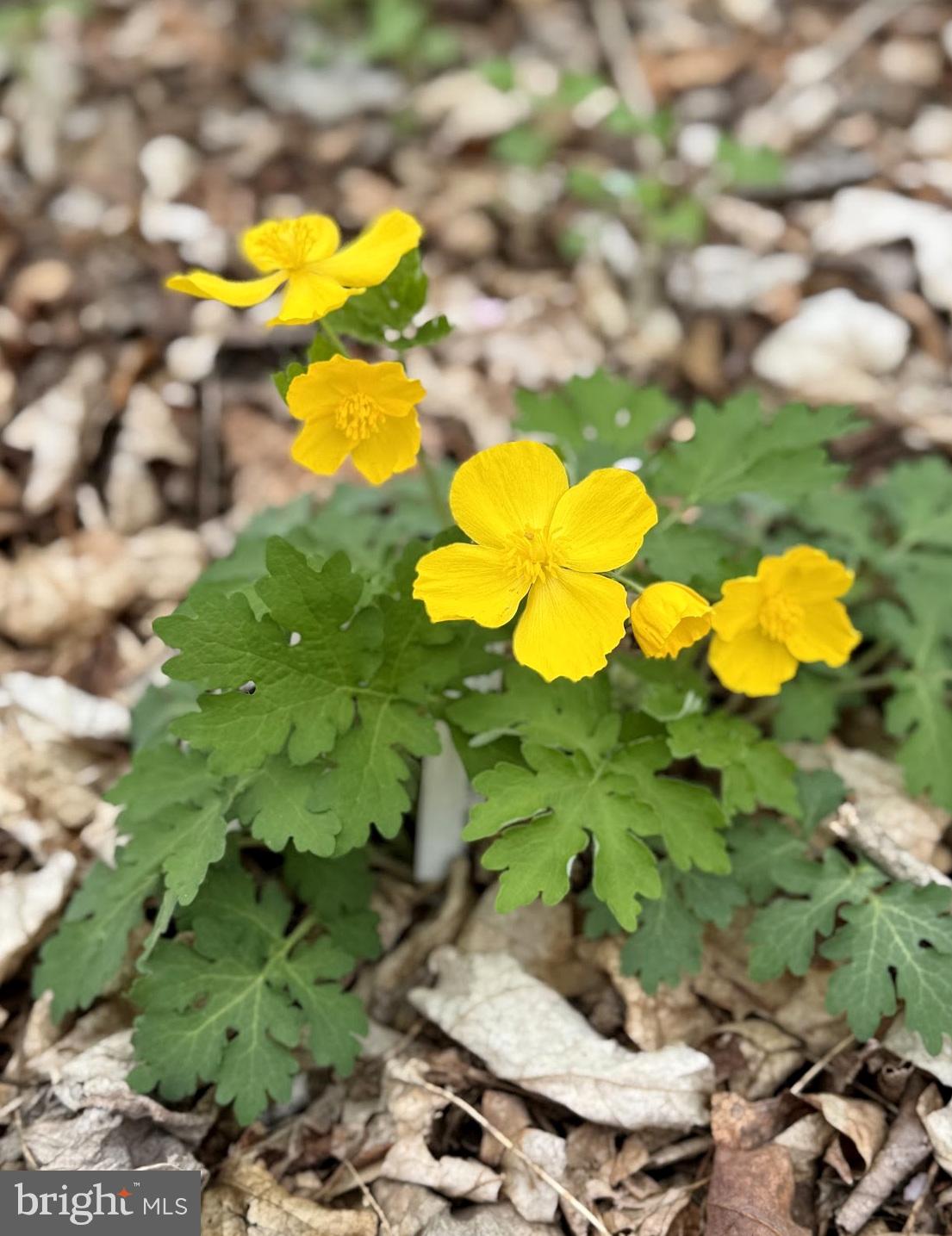SUNDERLAND PARK - Residential