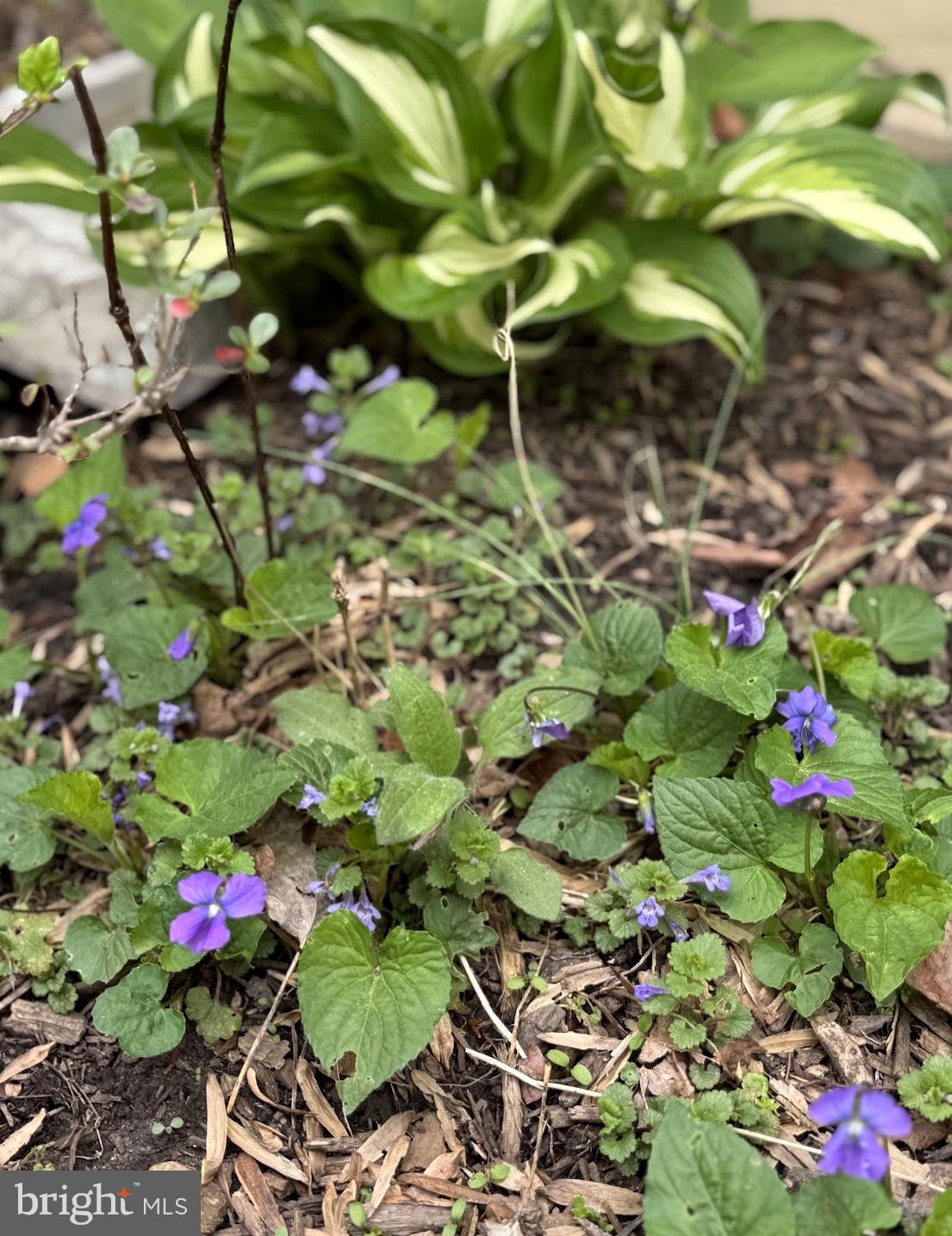 SUNDERLAND PARK - Residential