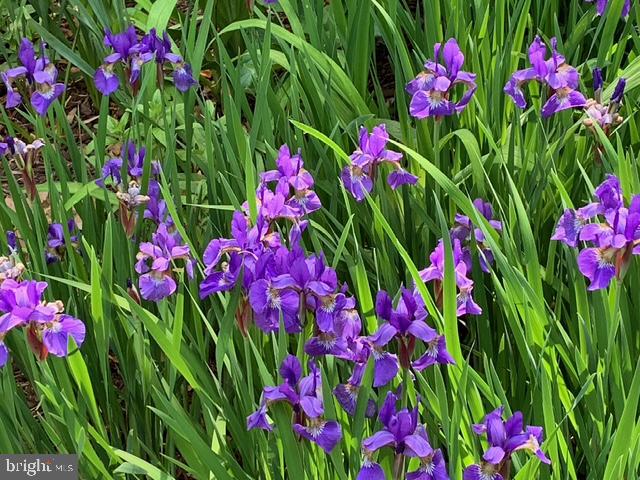 STRATTON COMMONS - Residential