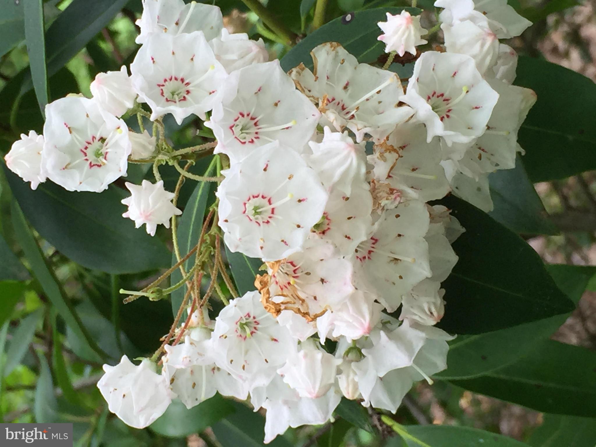 INDEPENDENCE SHORES - Land