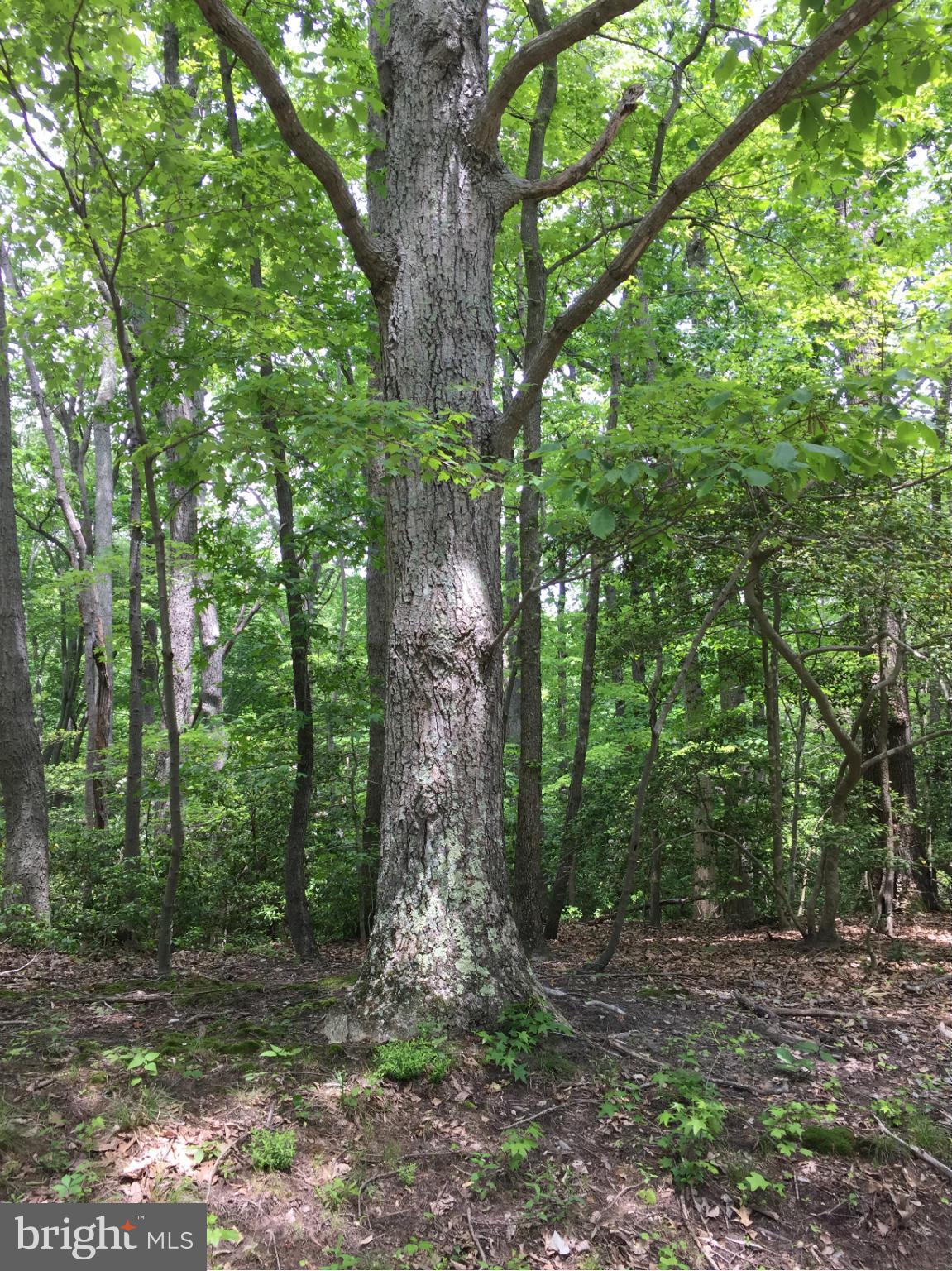 INDEPENDENCE SHORES - Land