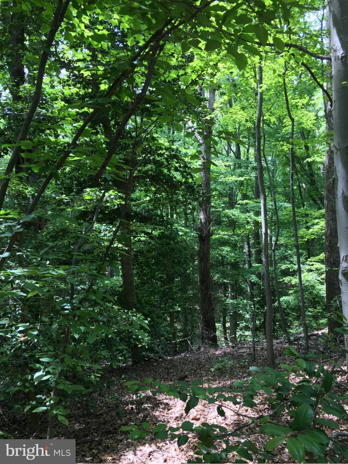 INDEPENDENCE SHORES - Land