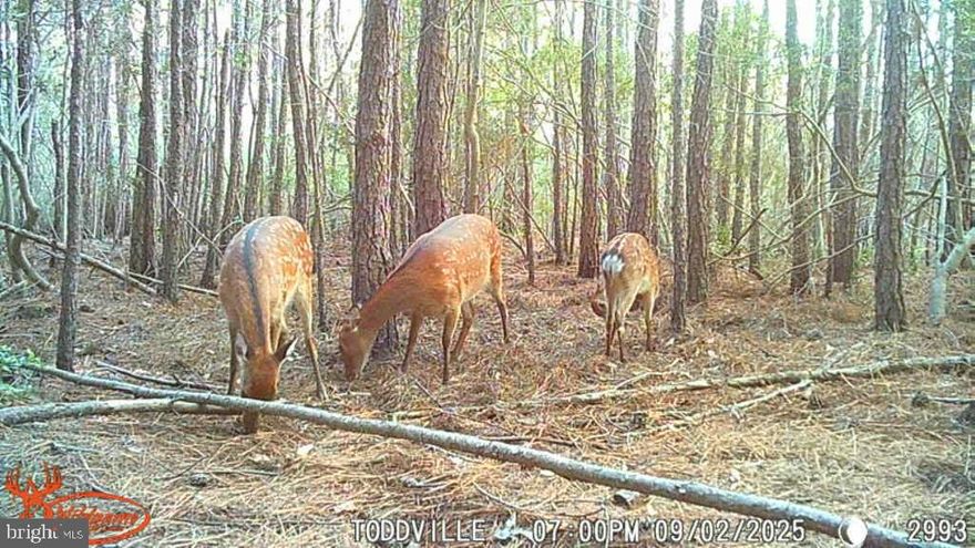 Price Reduction! Looking for a little getaway that won't break the bank? Here it is! Step right out your back yard with room to hunt Sika Deer on the adjoining 3.11 acre wooded parcel. This cozy 2-bedroom, 1-bath bungalow sits in the heart of Sika Country, perfect for a deer stand & feeder! County boat ramps nearby with great access to Fishing Bay and Honga River for crabbing, fishing and waterfowl hunting at your doorstep! Elijah's general store conveniently located nearby. This affordable hunting, fishing, crabbing retreat is ready for outdoor and nature enthusiasts to enjoy! Property is being sold in as-is condition.