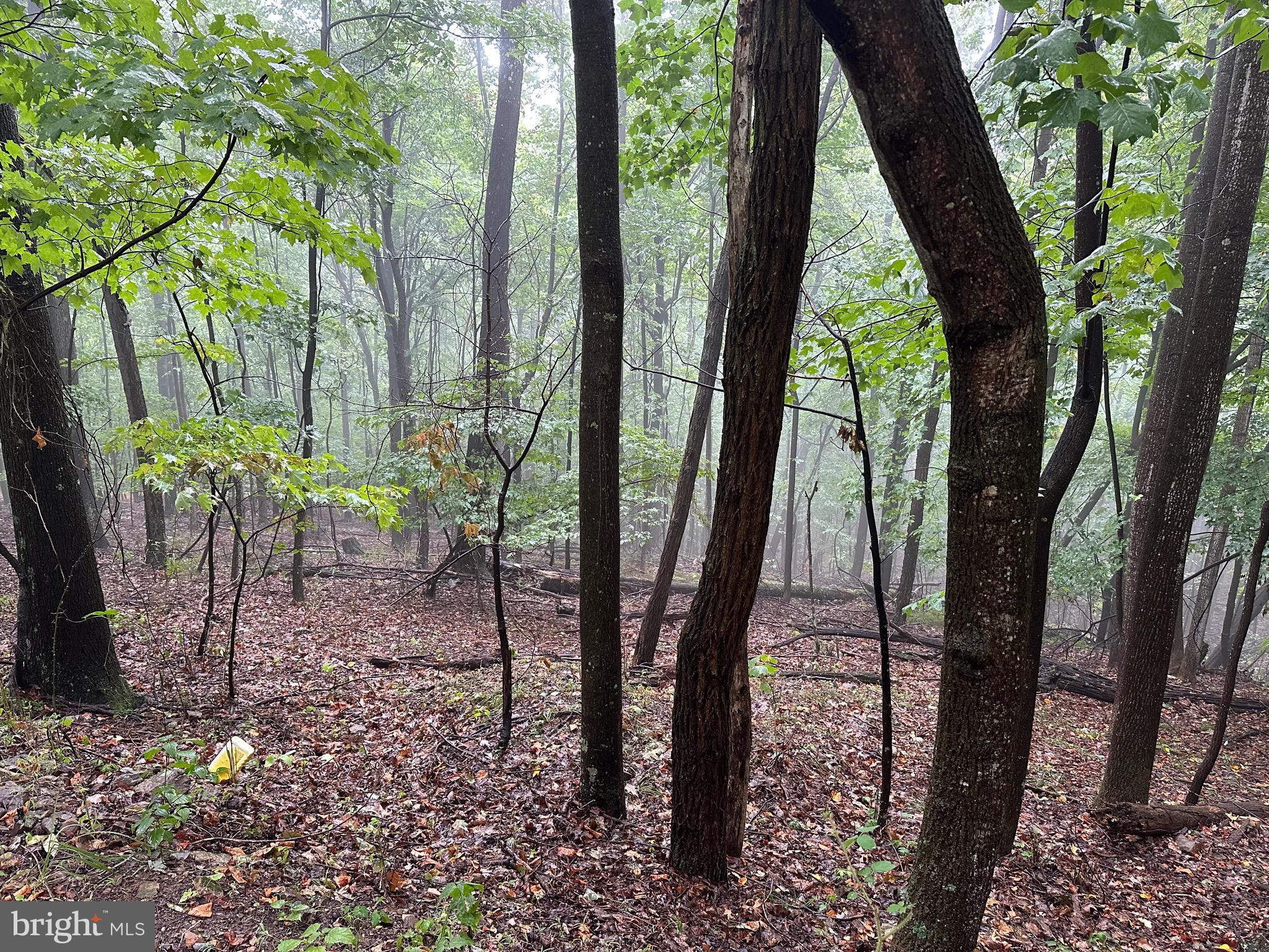 GRASSY MOUNTAIN WOODS - Land