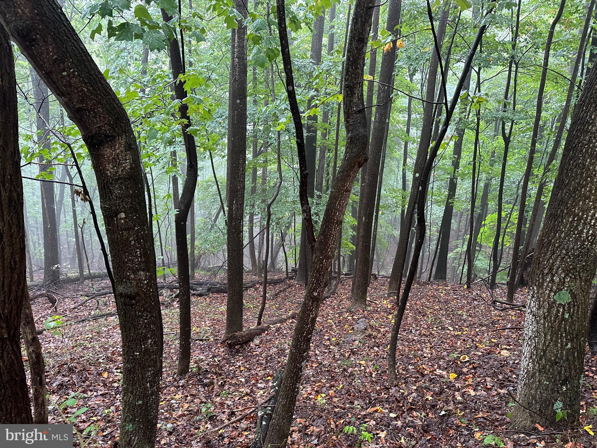GRASSY MOUNTAIN WOODS - Land