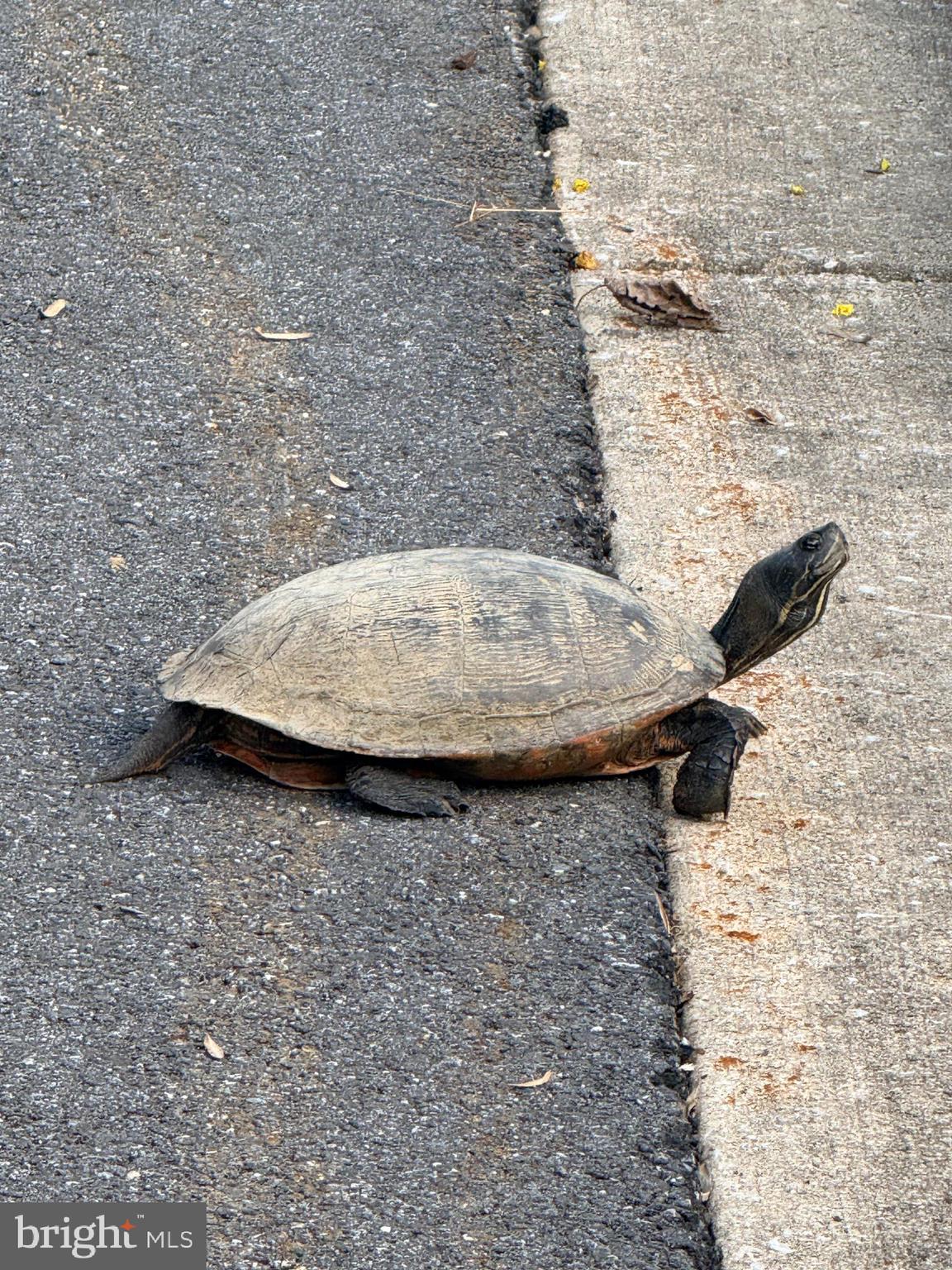 STONE LAKE - Residential