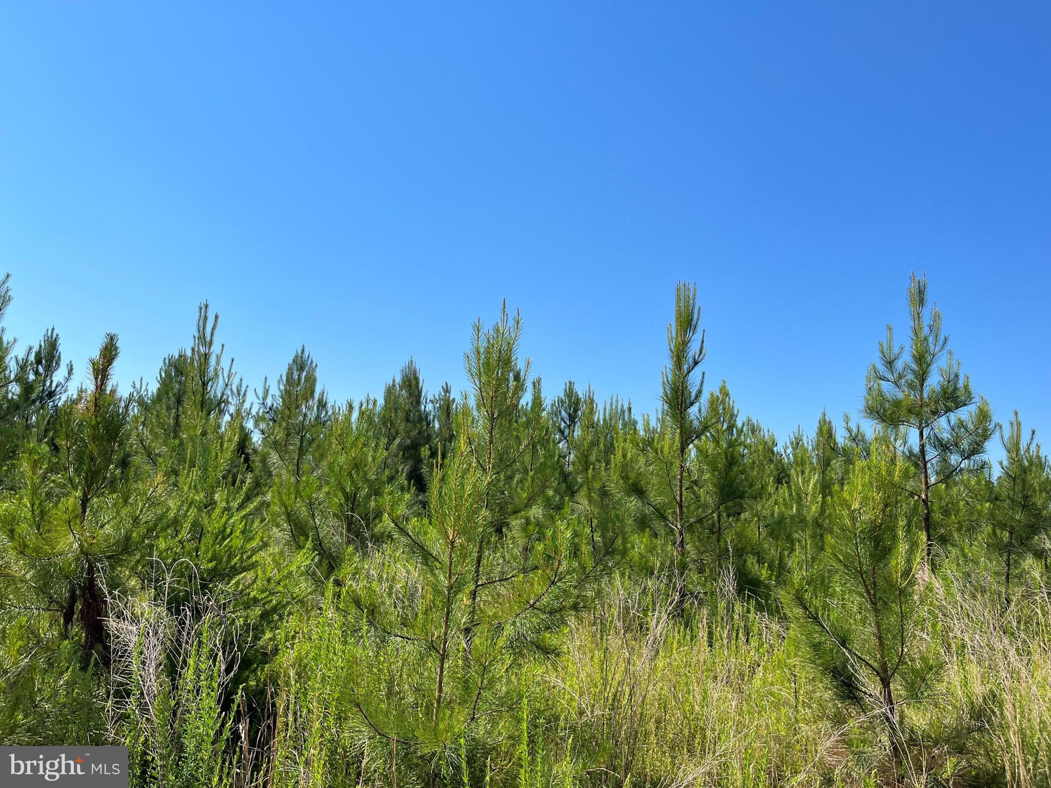 MOUNTAIN CREEK ROAD (RT. 628) (TRACT: BK3208-2)