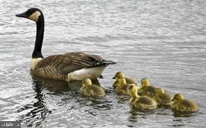 BAYSHORE ESTATES - Residential