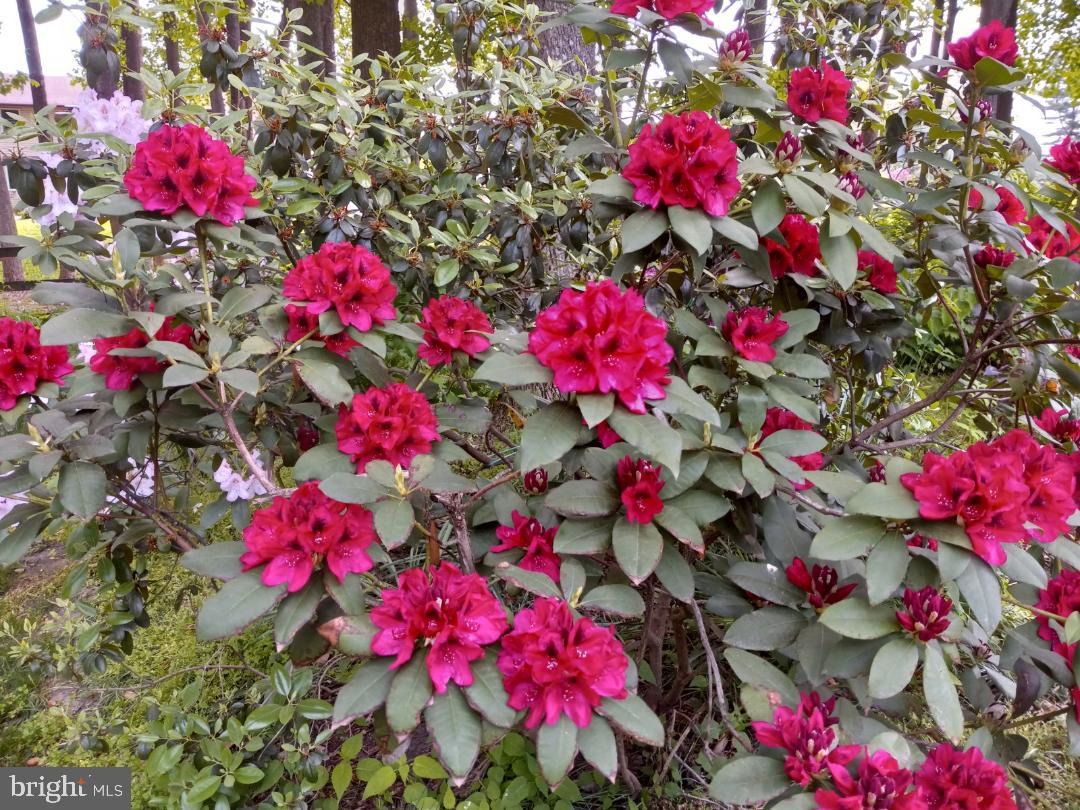 WOODFIELD - Residential