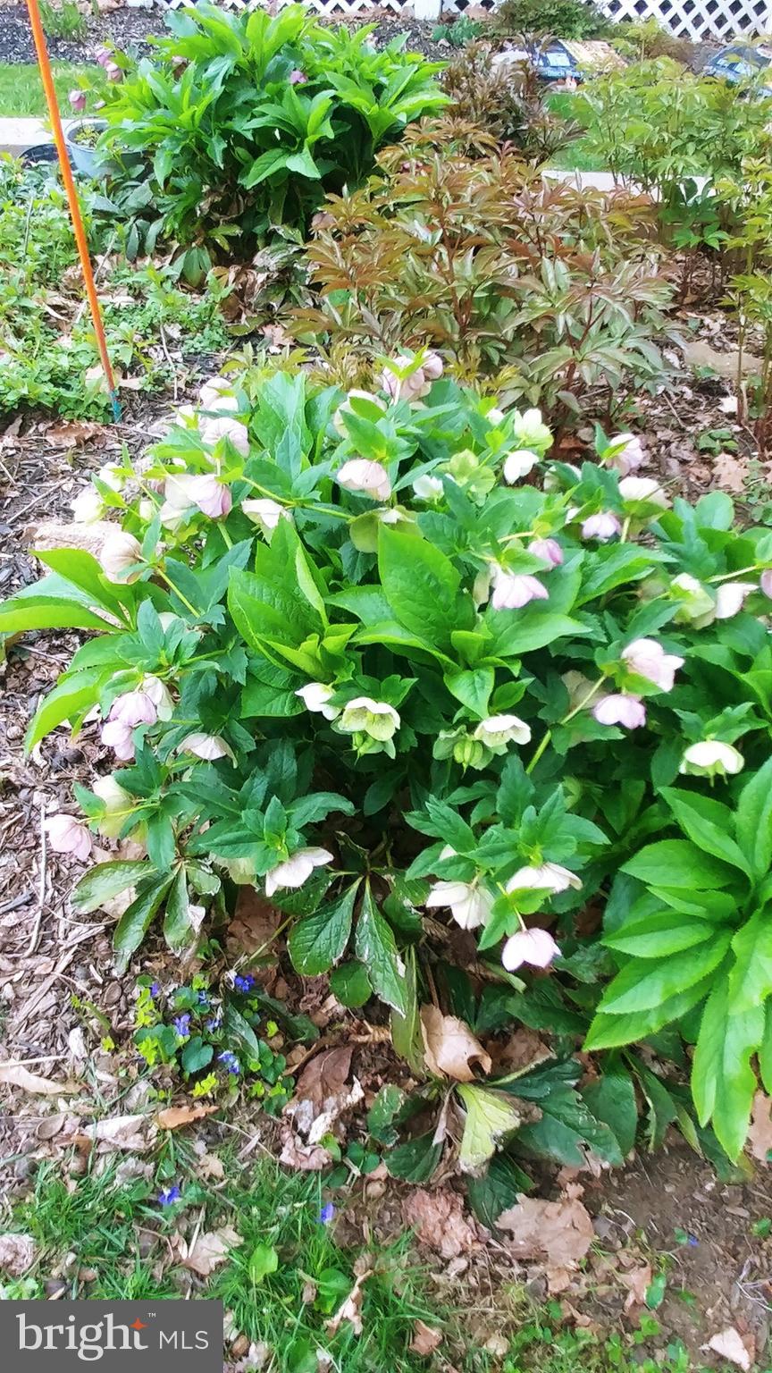 WOODFIELD - Residential