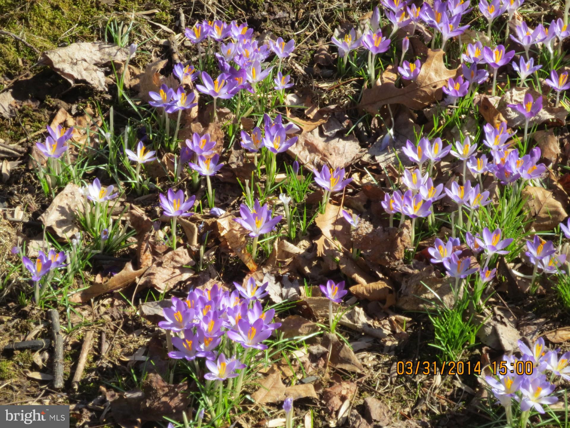 WOODFIELD - Residential