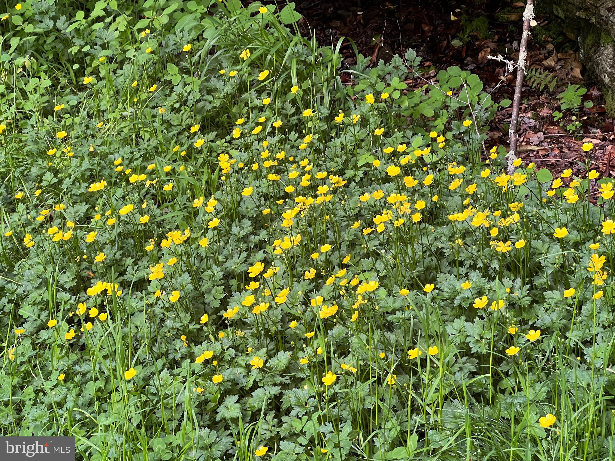 HIGH KNOB/OLD FIELDS OWNERS ASSOC. - Land