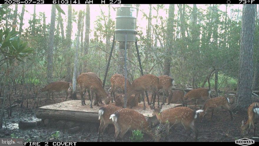 Ready to Hunt Trophy Managed Sika Deer Hunting Property with Housing