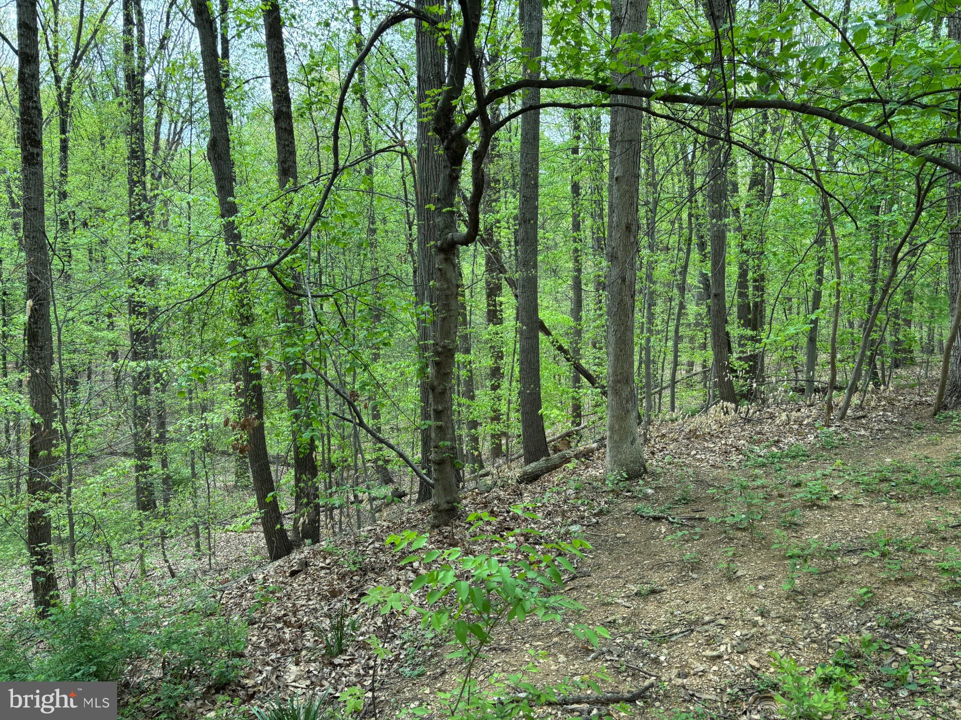 SHERWOOD FOREST - Residential