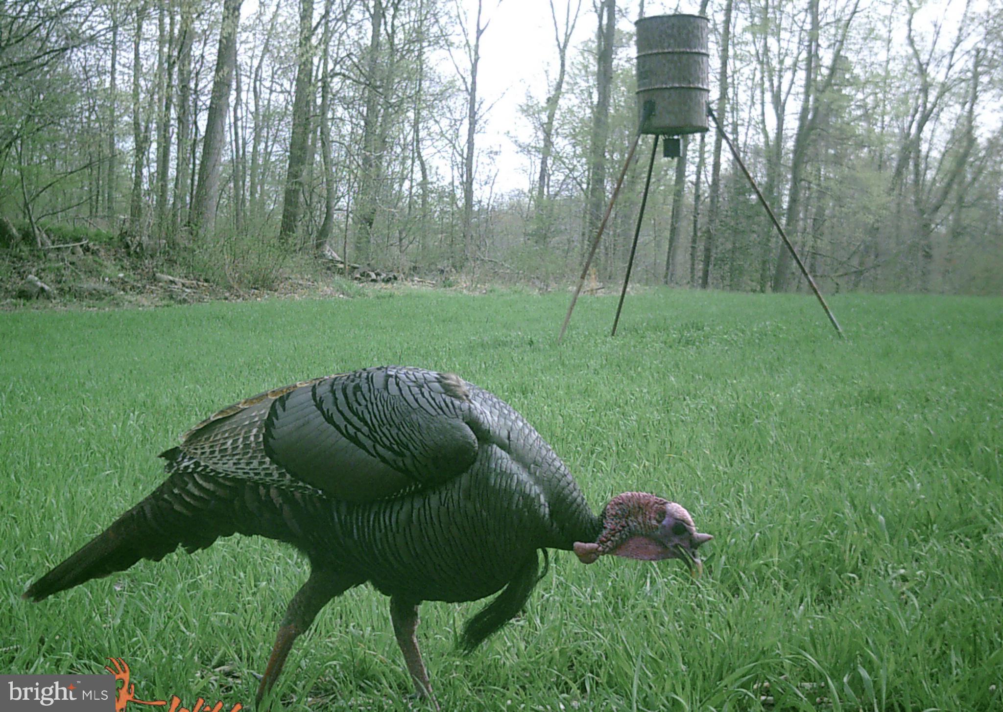 CANOE NECK CREEK - Residential