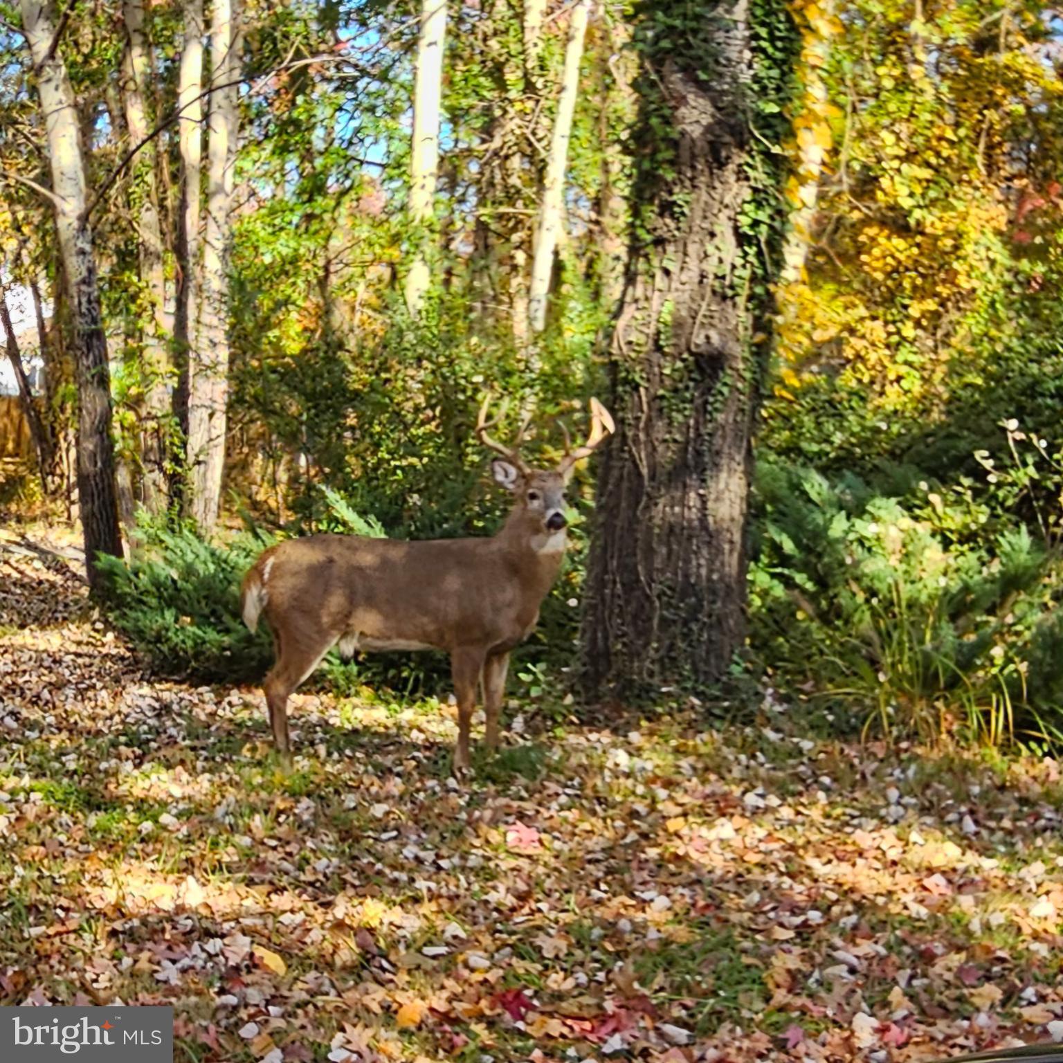 OYSTER HARBOR - Land