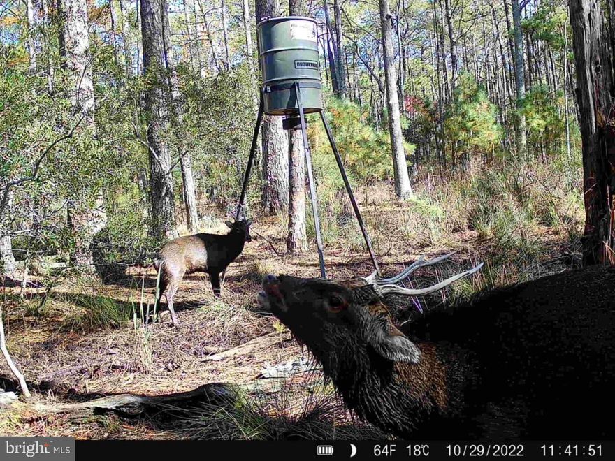 Calling all Sika hunting enthusiasts! Here is an amazing opportunity to purchase two properties in one! Double your pleasure on this one, as the purchase yeilds two parcels of land. There is a .5-acre property and a 2.5-acre property both on the same deed. These properties are located in the heart of Sika deer country and surrounded by pristine woods backed by marshland and the Blackwater Wildlife Refuge. The .5-acre piece is mostly high ground, and borders over 1,000 acres of Blackwater Wildlife Refuge, the perfect habitat for Sika deer. The 2.5-acre property also backs to large private land, and is directly across the street from over 1,200 acres in Fishing Bay. Both parcels offer prime hunting in a fantastic location, with a proven track record of great stags taken. If you harvest on one piece one day, don't wait, go hunt the other piece the next day. Included with the sale  of each parcel is one tripod feeder on platform with alfalfa feeder.  Don't miss your chance to double up on this great Sika hunting opportunity. Contact us today to schedule a showing and see why two is better than one!