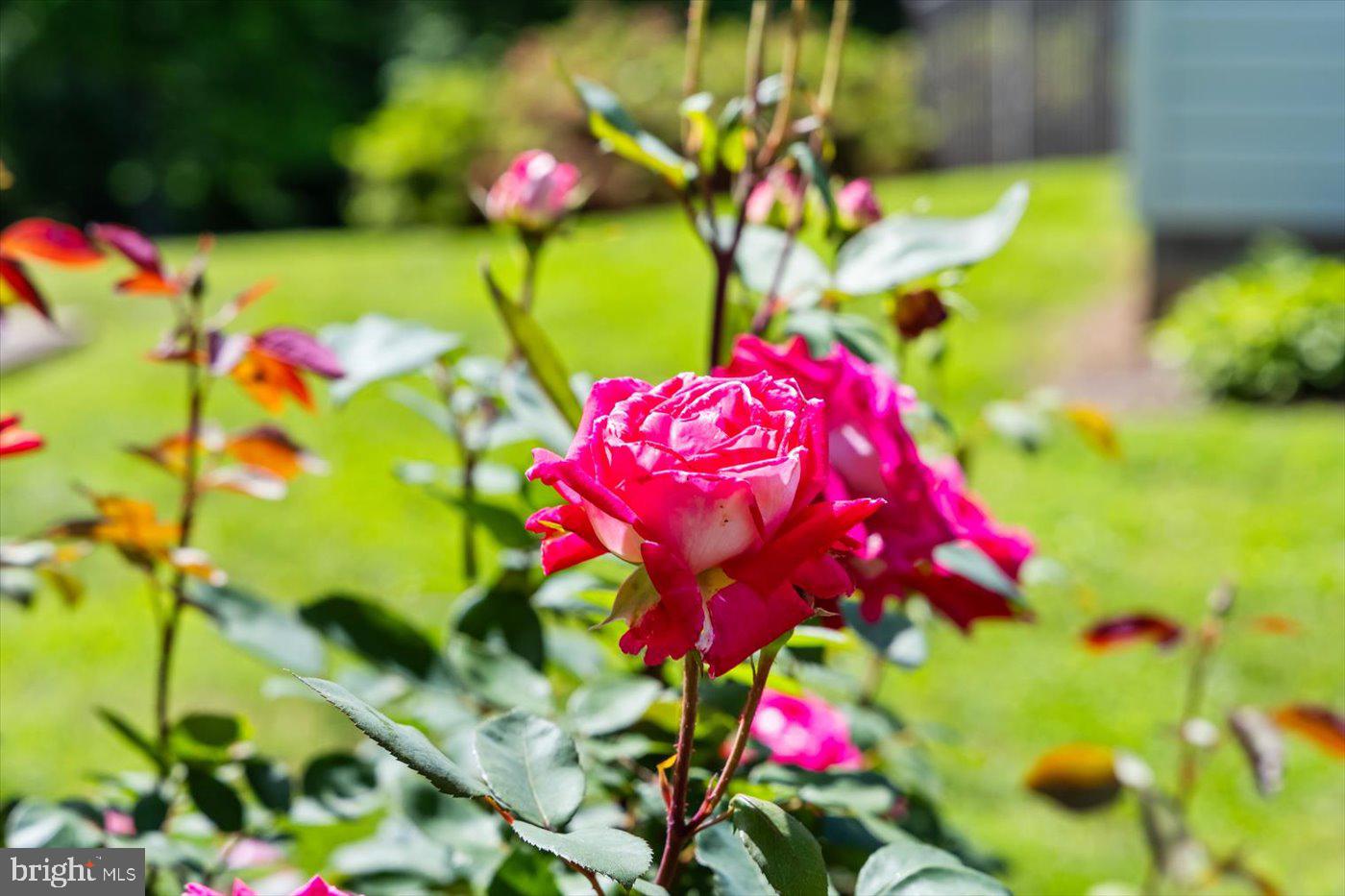 CARPENTER'S RIDGE - Residential