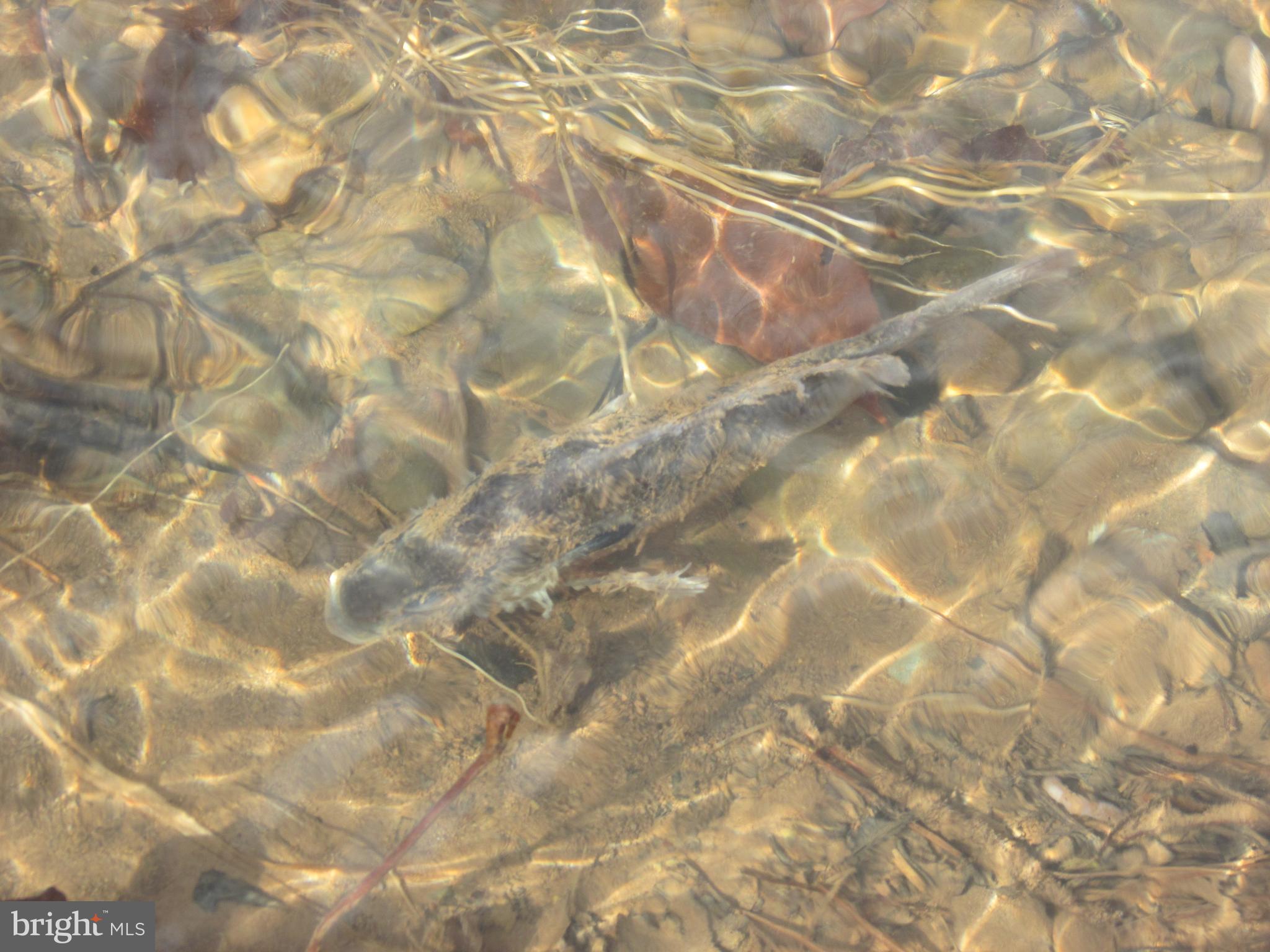 CHRISTINA'S WORLD II - Residential