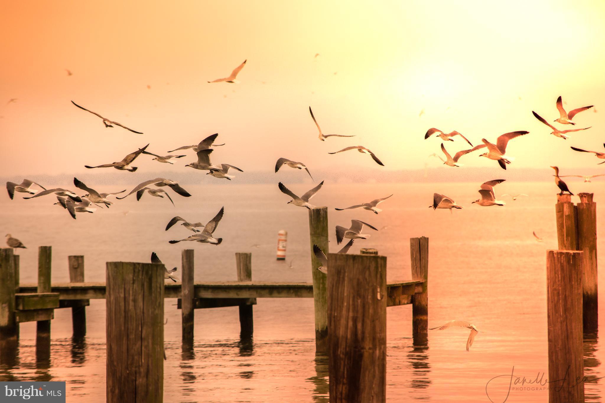 LUCKY SHOE RANCHETTES - Residential