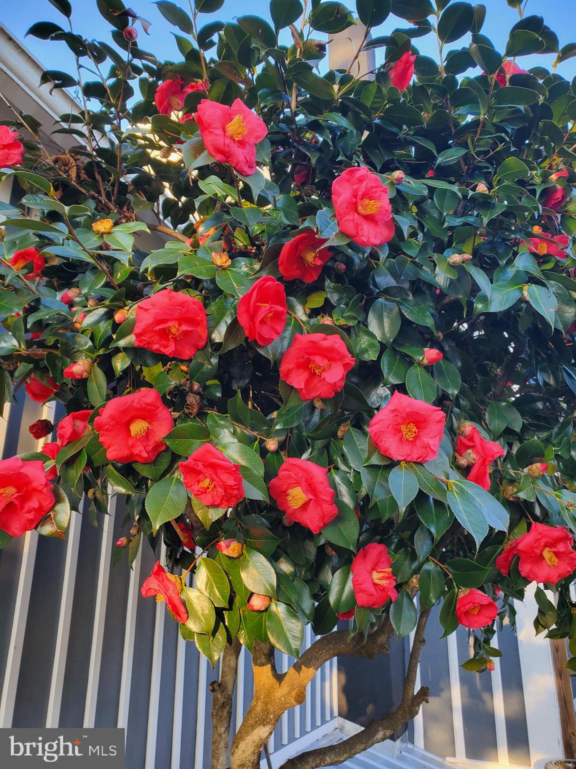 GALENA - Residential