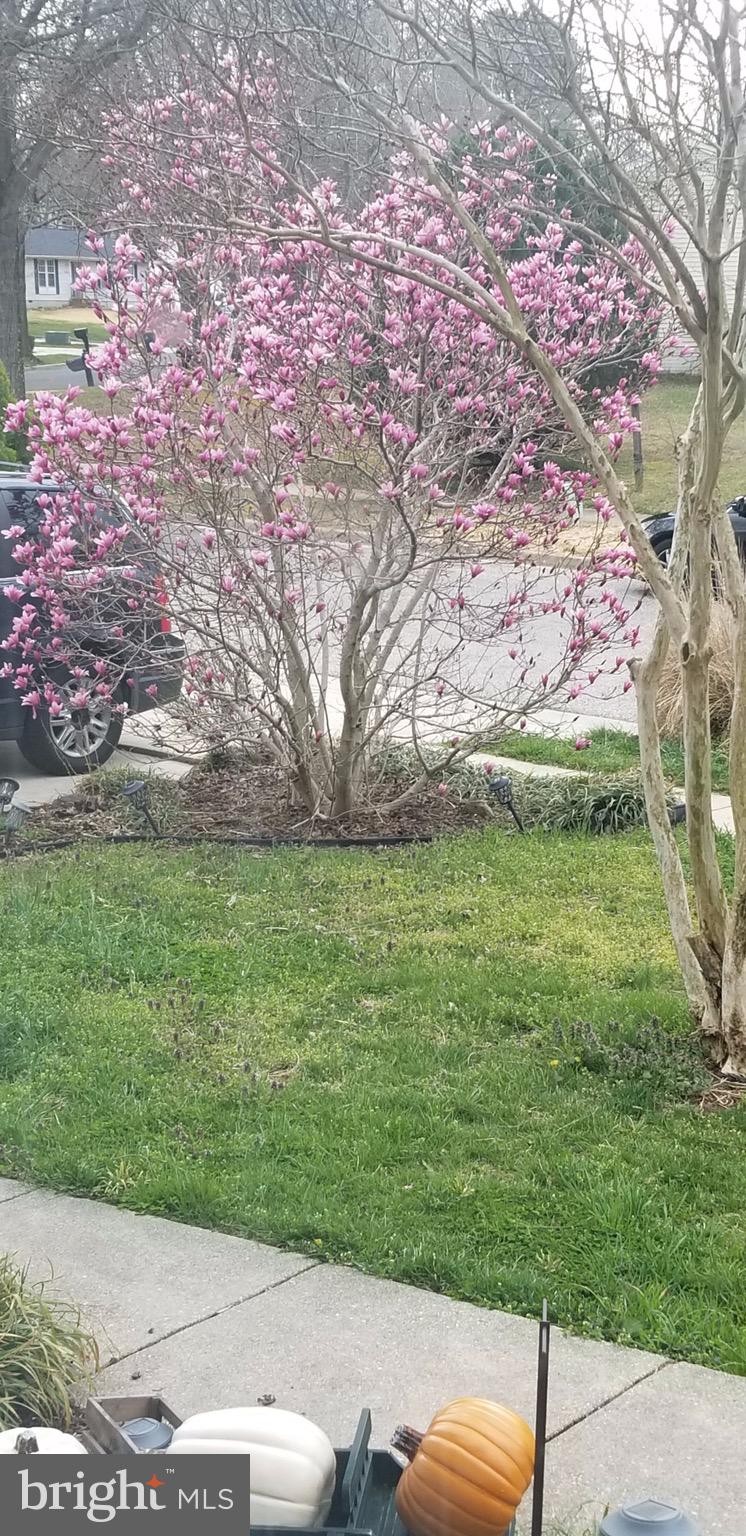 MARLBORO MEADOWS - Residential