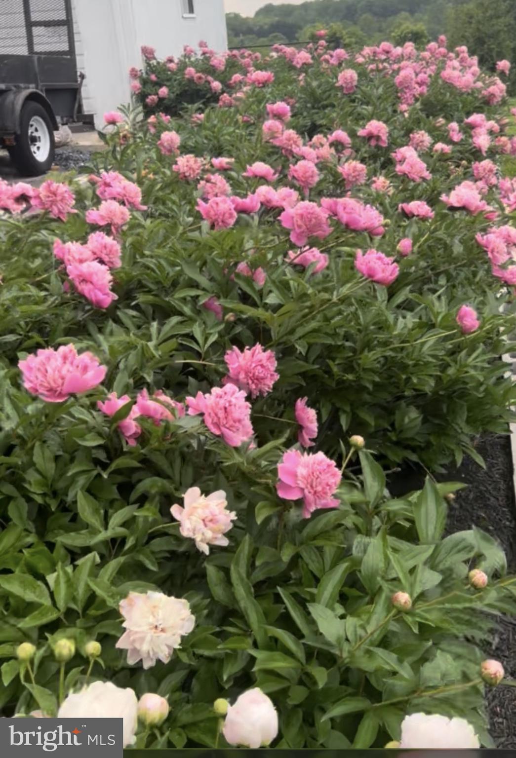 DARNESTOWN KNOLLS - Residential