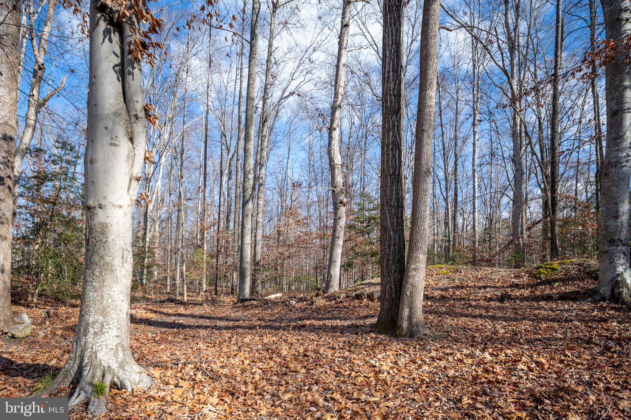 CAROLINE PINES - Residential