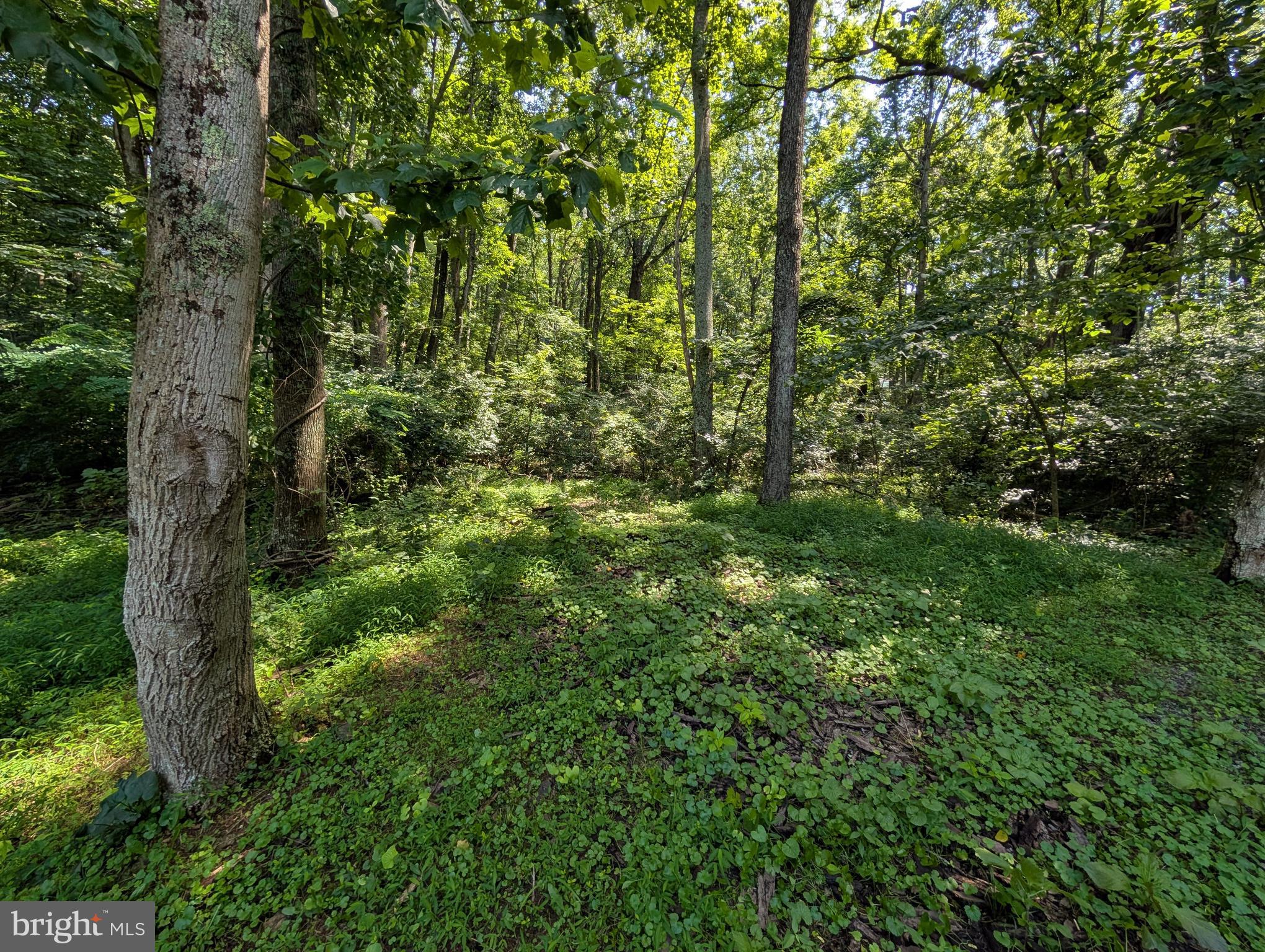 POINT O'WOODS - Land