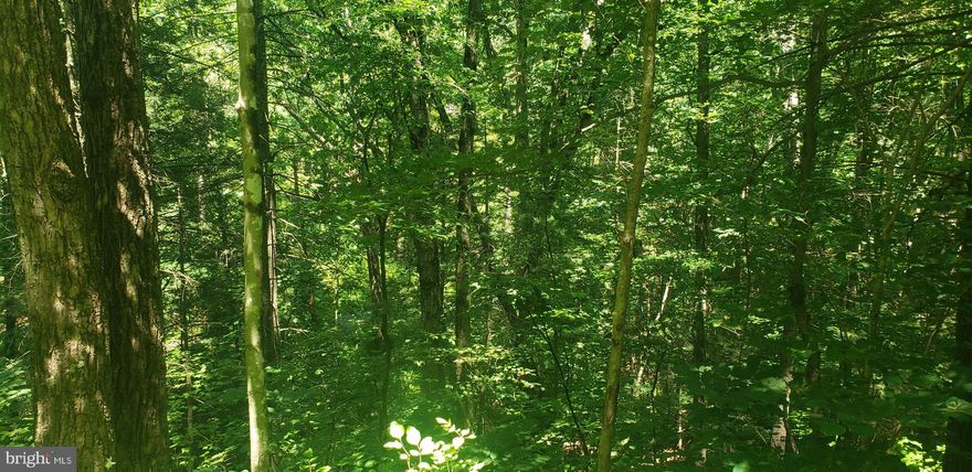 Beautiful building lot on a quiet street at Bryce Resort.  Close to Amenities that include skiing, golf, tennis, lake, mountain biking, dining and more!  Located less than 2 hours from the DMV!