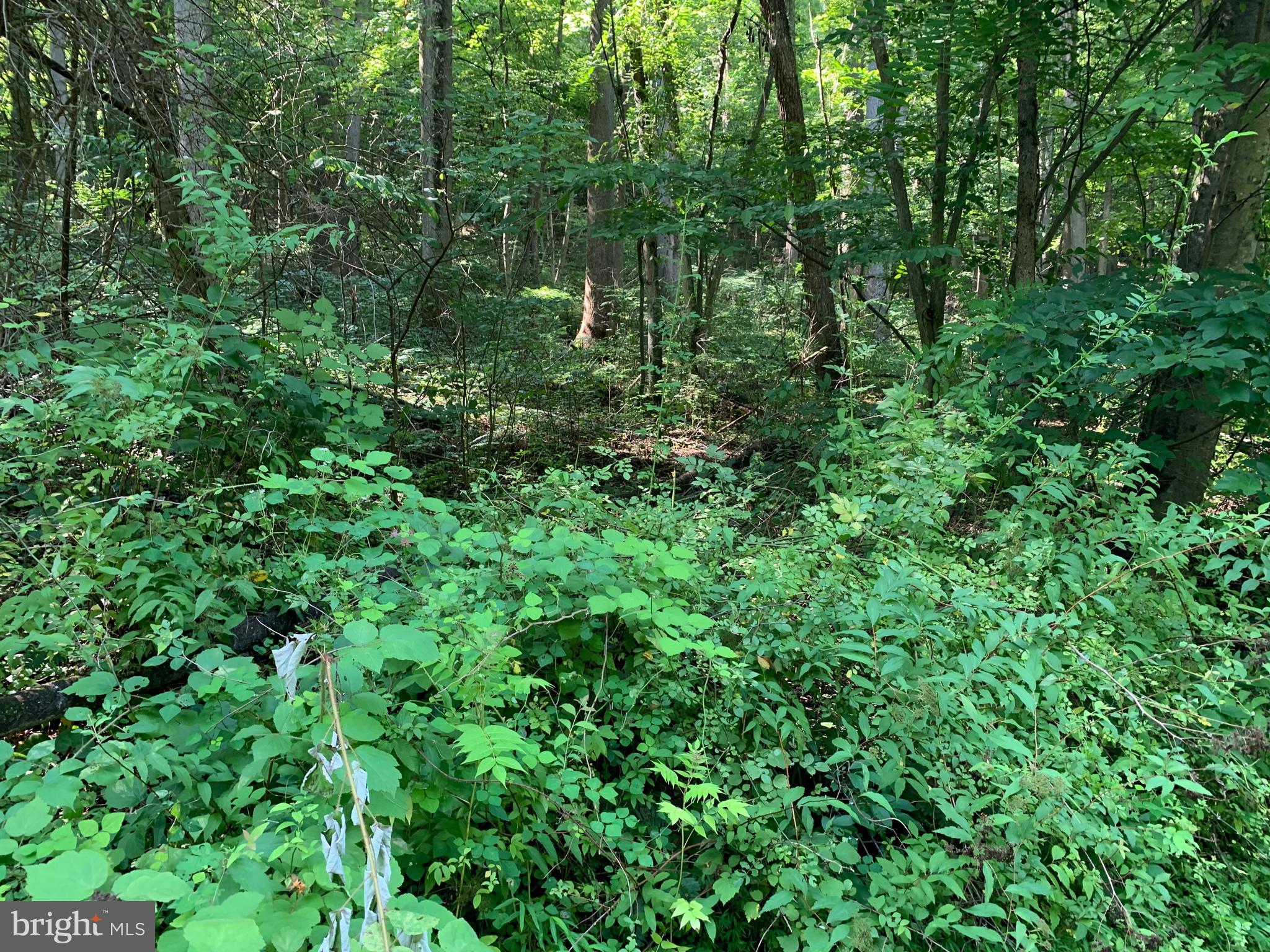 CACAPON RETREAT - Land