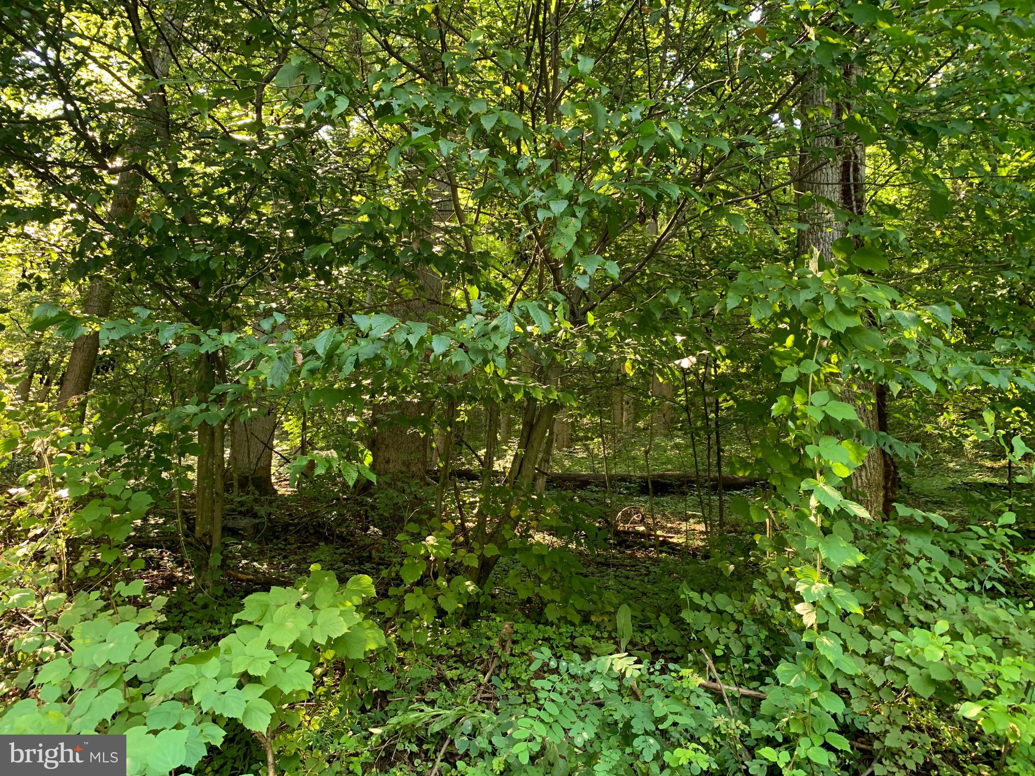 CACAPON RETREAT - Land