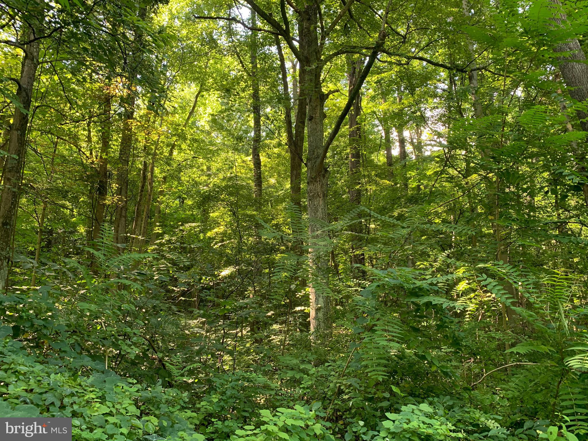 CACAPON RETREAT - Land