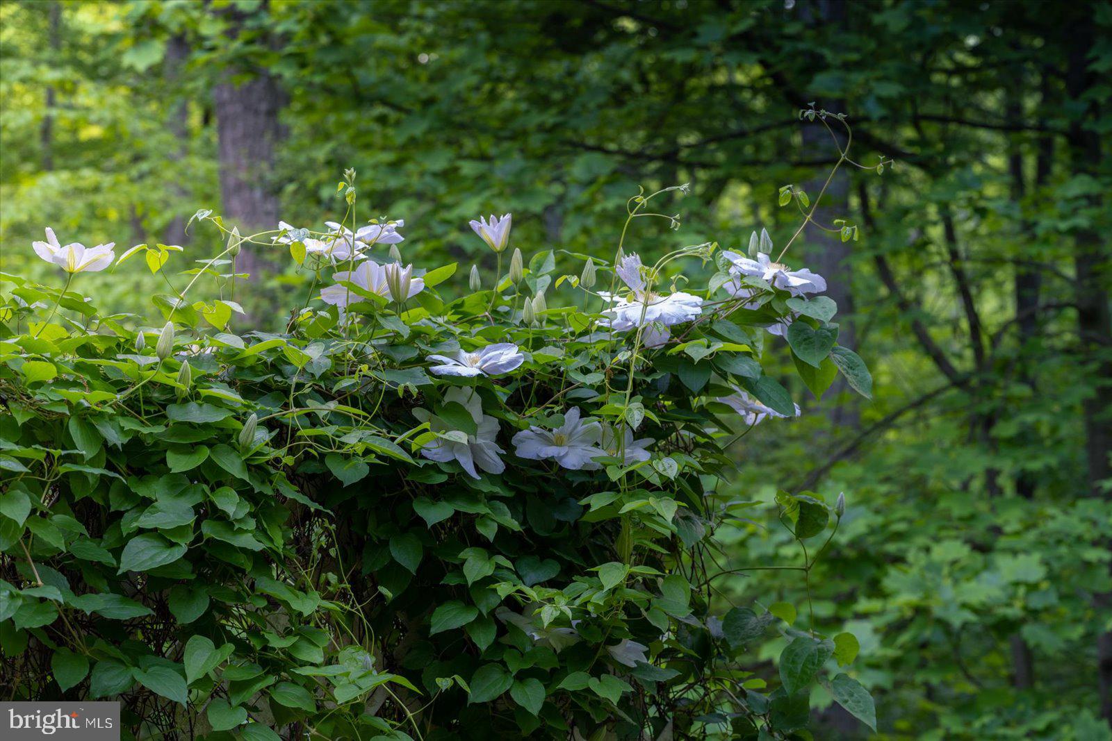 BELVOIR FARMS - Residential