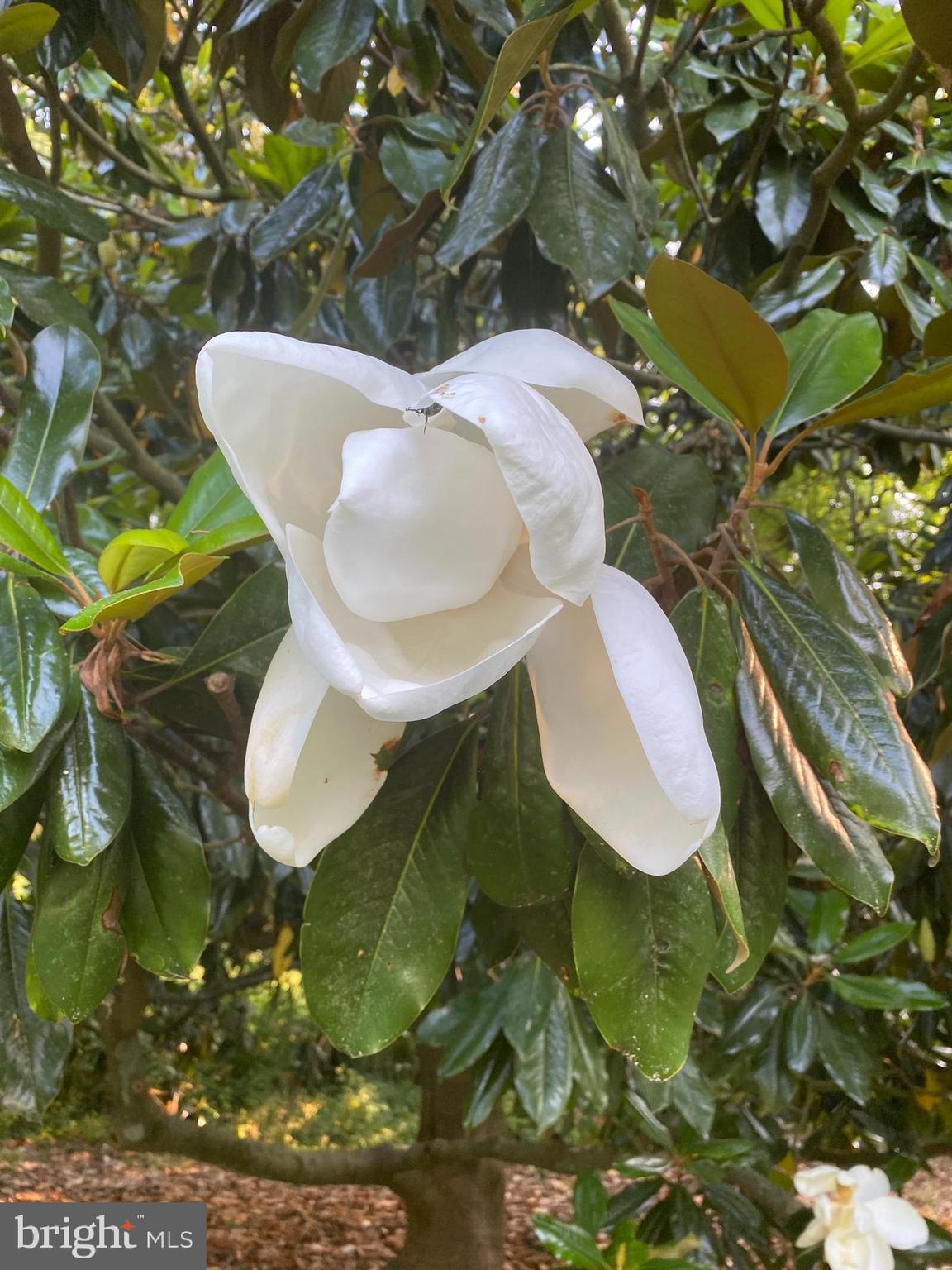 BAILEYS NECK - Residential