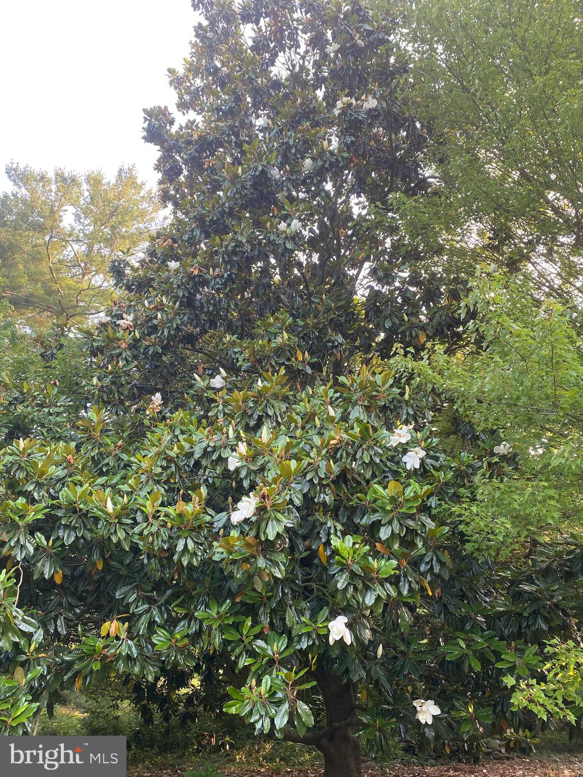 BAILEYS NECK - Residential