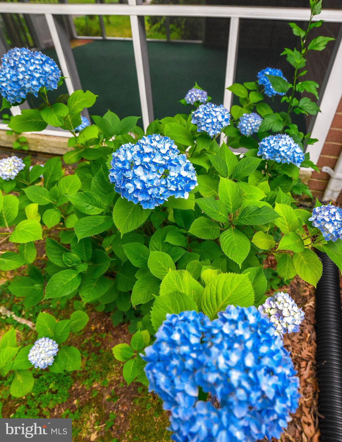 LAUREL DRIVE-MONTROSE SU - Residential