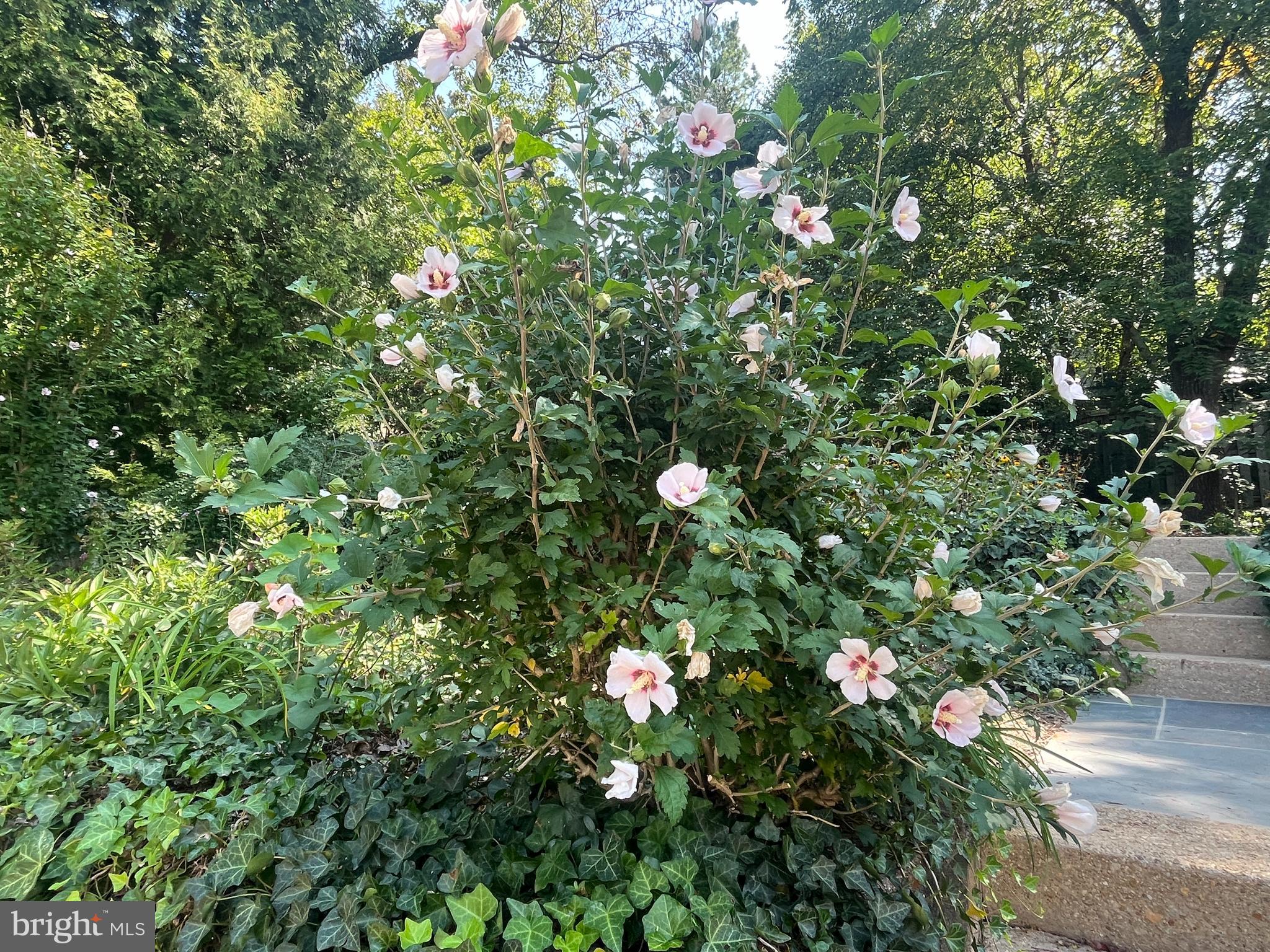 FOSTORIA - Residential