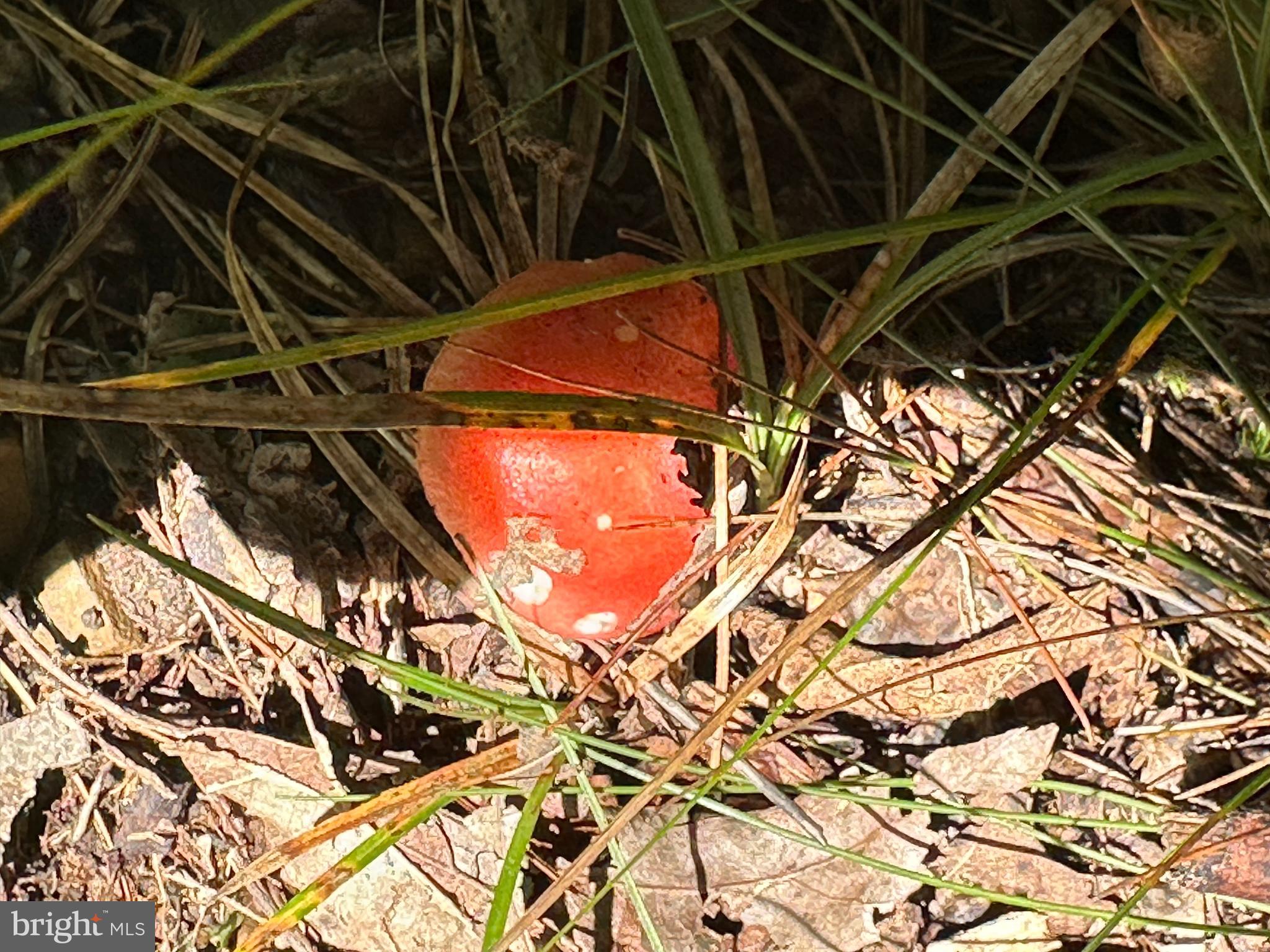 NONE AVAILABLE - Land