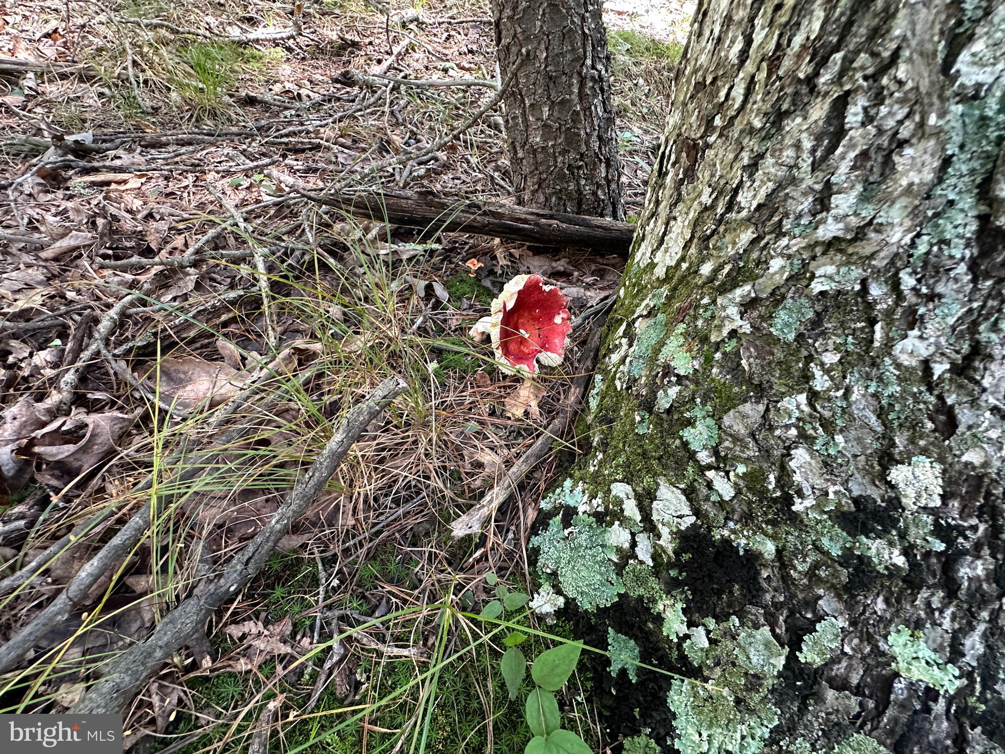 NONE AVAILABLE - Land