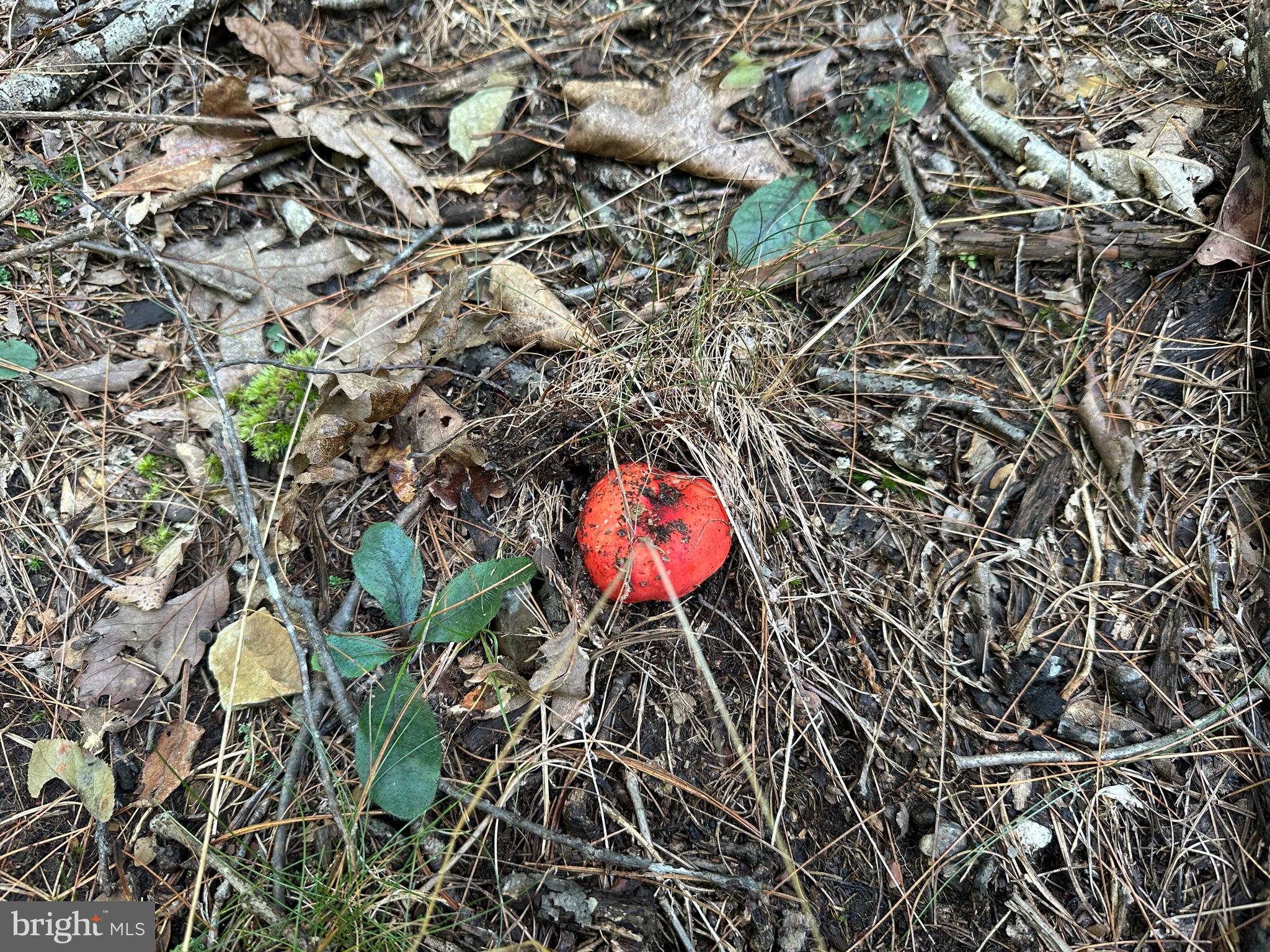 NONE AVAILABLE - Land