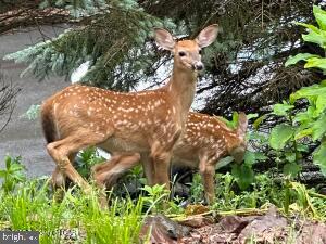 LAKE HARMONY ESTATES - Land