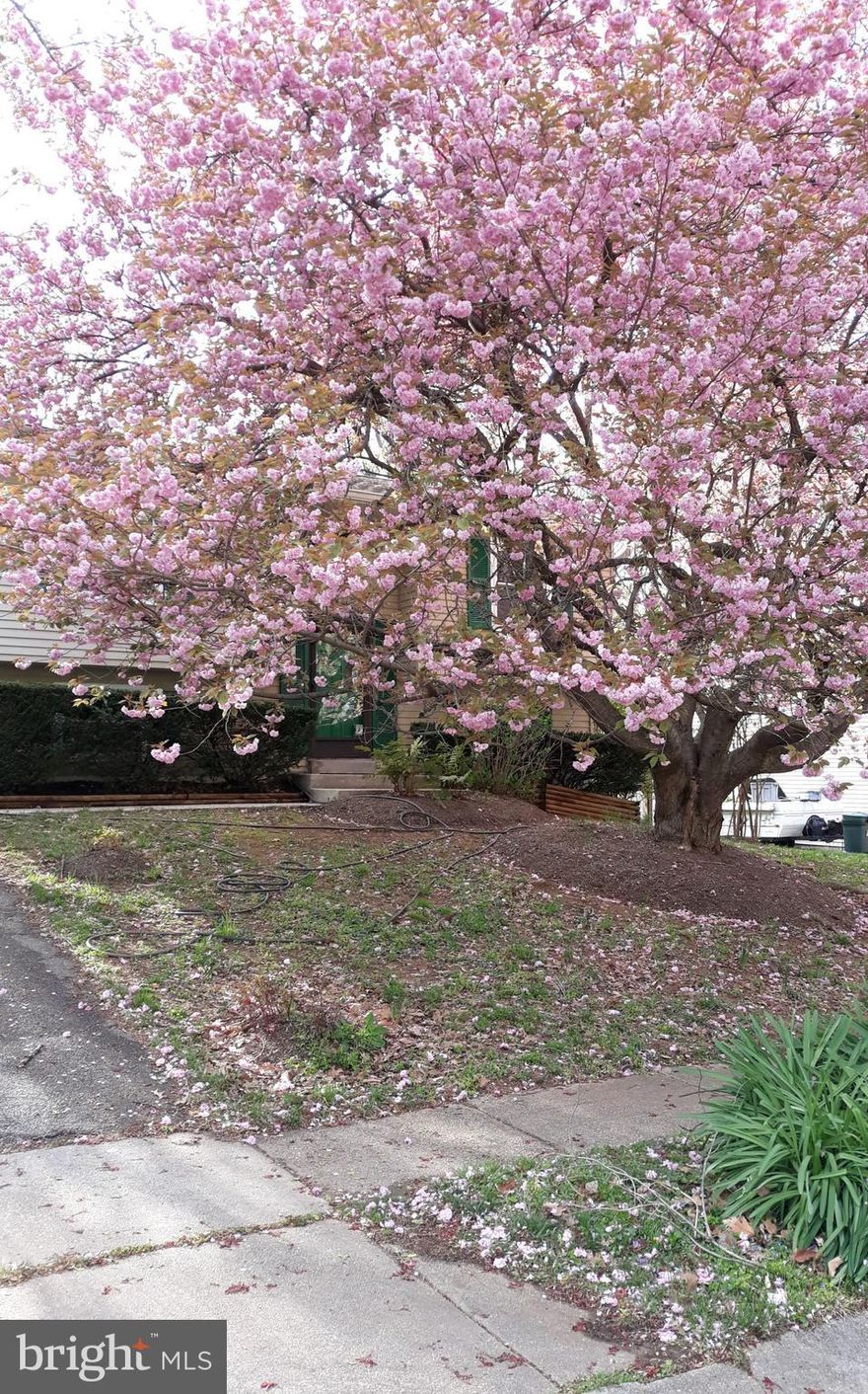 Very well priced home  in Atlantis with a beautiful large Cherry Blossom tree in the front yard. Split-level with a large fenced backyard great for pets and cooking outdoors.  Hardwood floors throughout the main level including the kitchen/ dining area and bedrooms. Upgraded two full baths.Large custom-built  storage shed in the backyard. The family room/office area includes a Burled Ash desk ( valued at $4,000).Th downstairs bedroom and craft/hobby room has new carpet and is freshly painted.Transferable warranty on Thompson Creek windows.Just blocks away from community beach/pier for canoe, kayak ,sailing or fishing activities and children's playground.This home is in the desirable Broadneck School District.Owner has moved so show anytime and close soon.